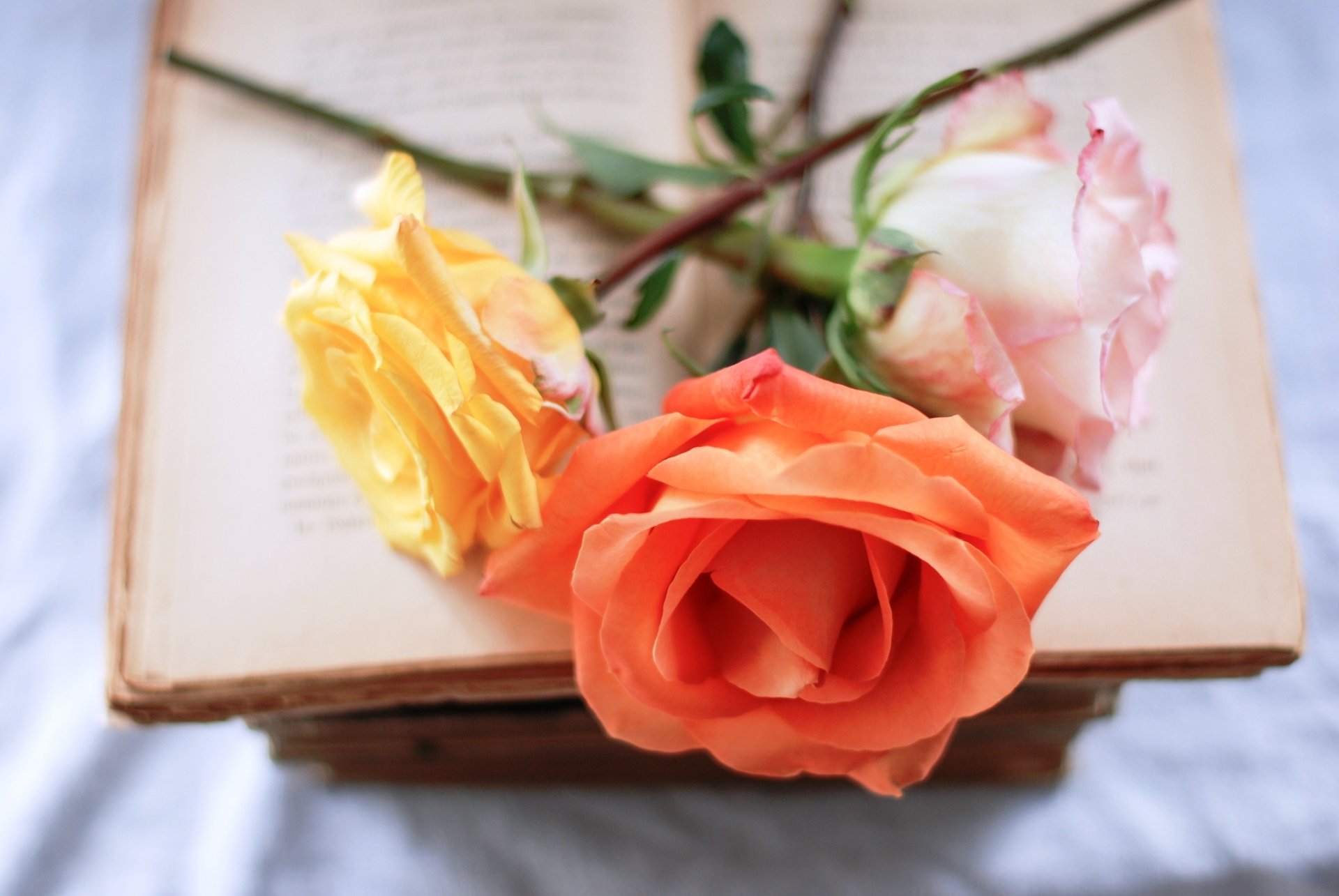 roses pink yellow orange book flower