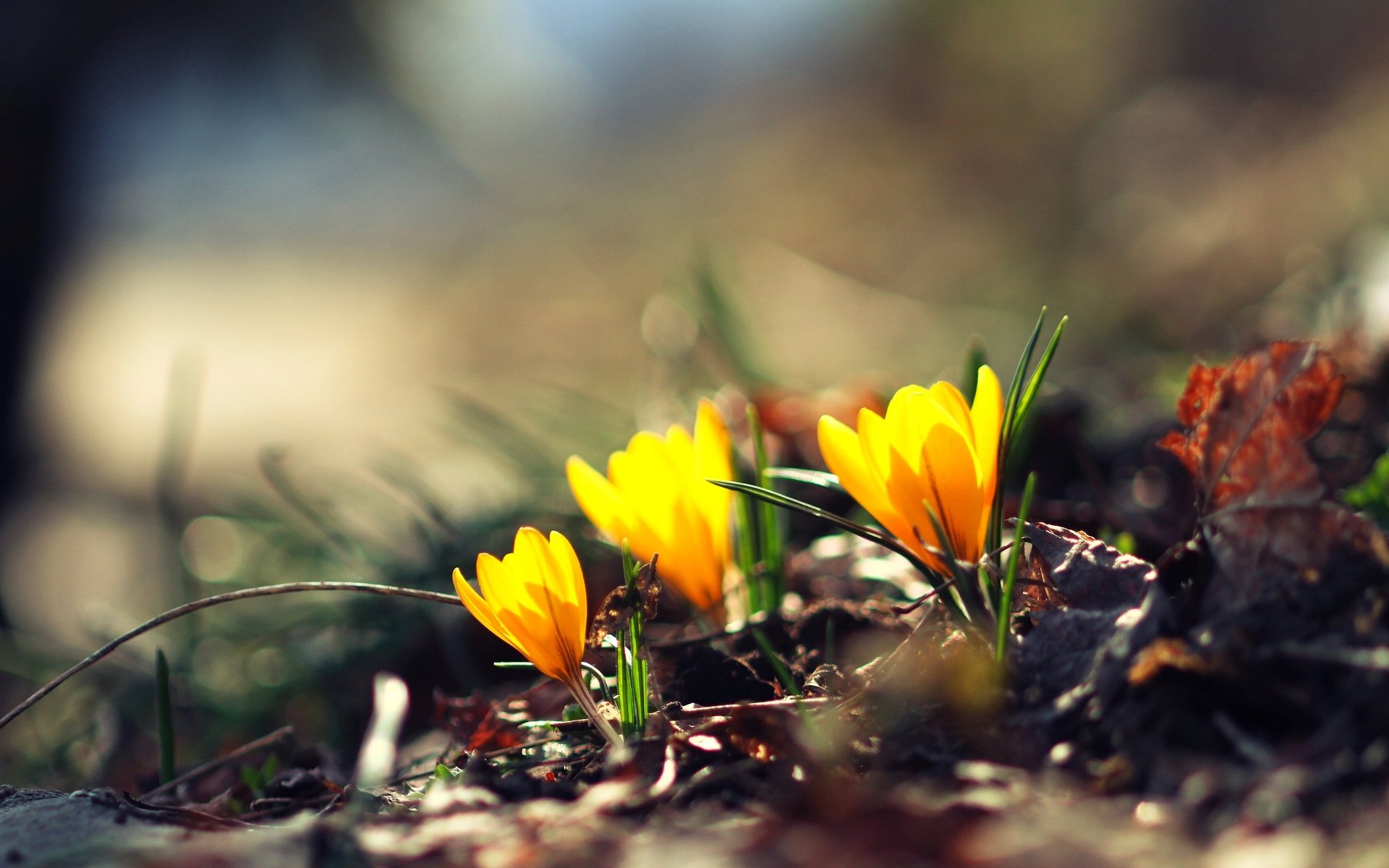 blumen blümchen blume gelb grün unschärfe bokeh hintergrund tapete widescreen vollbild widescreen