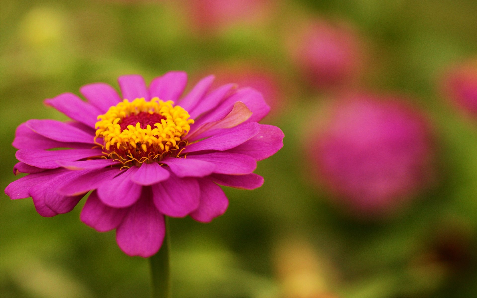 fiore zinia rosa messa a fuoco verde estate