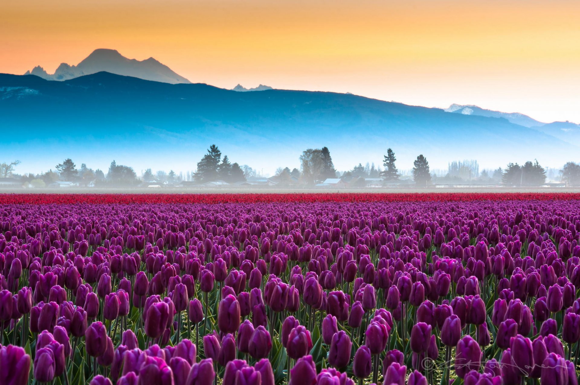 feld blumen tulpen berge dunst