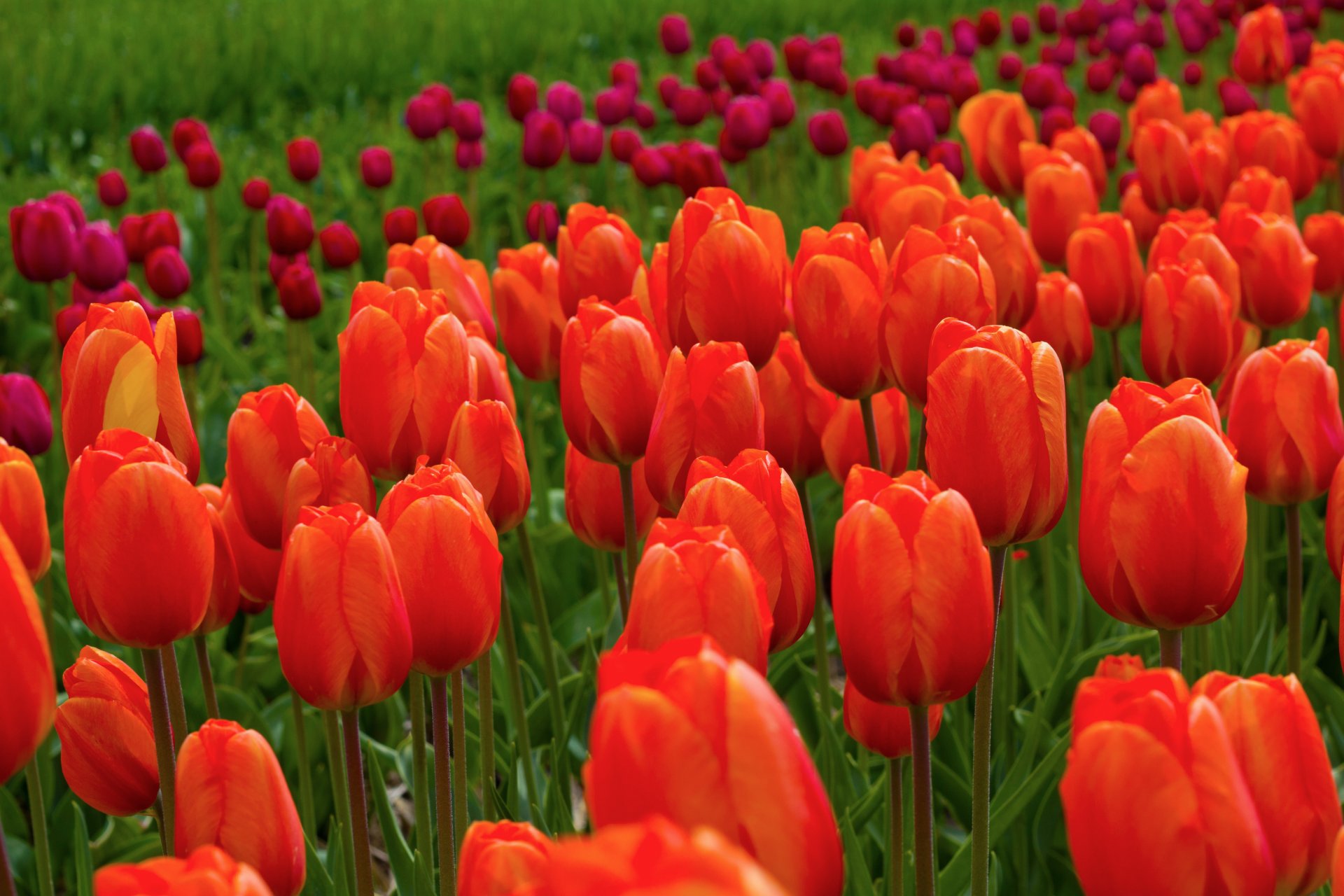 tulipany kwiaty czerwony różowy pole natura