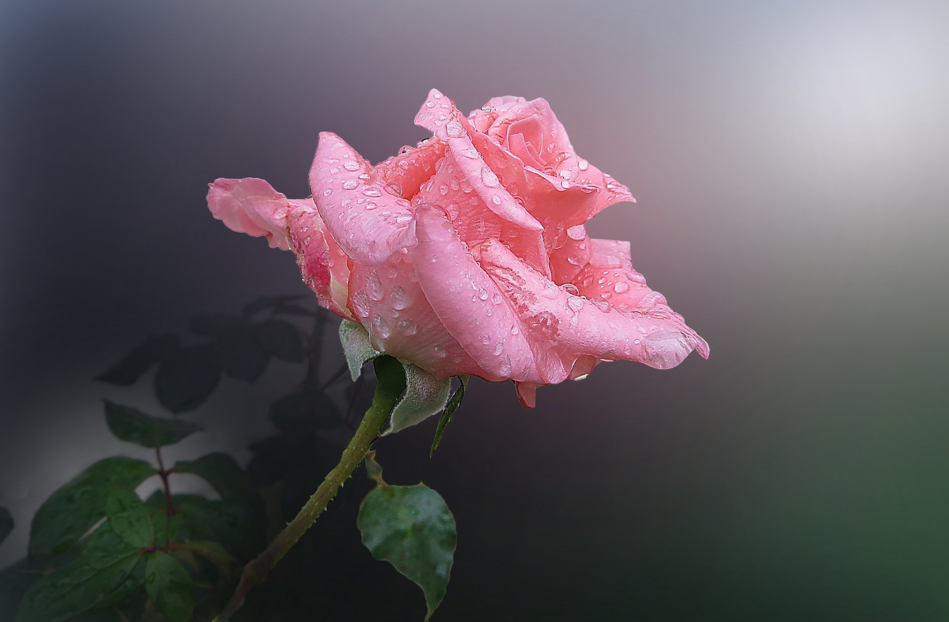 flor rosa rosa gotas rocío