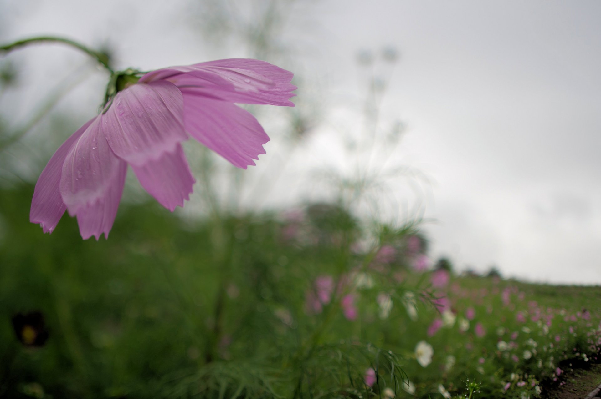 cosmea rosa blanco flores pétalos campo macro desenfoque gris cielo nublado