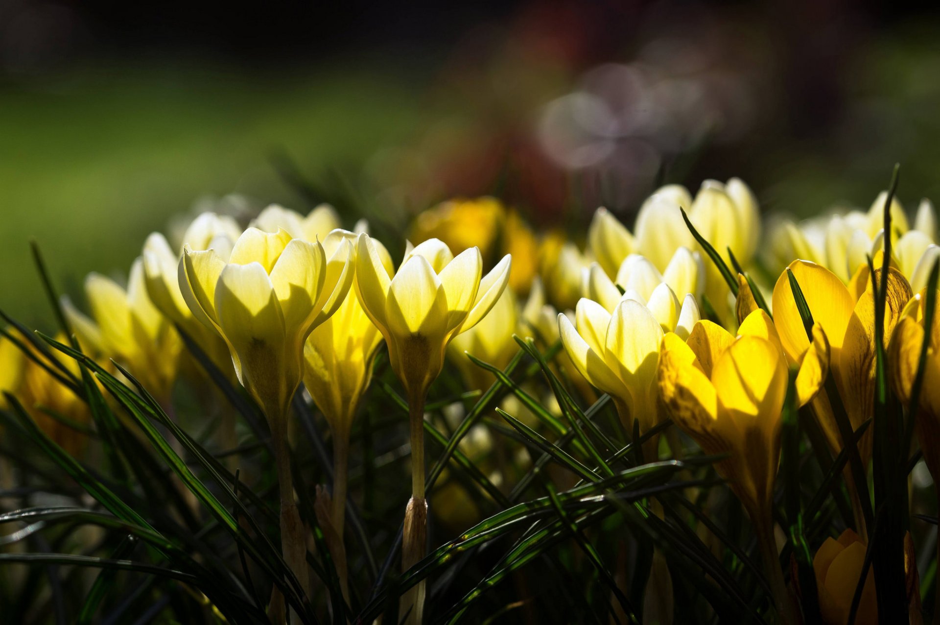 fleurs printemps jaune crocus éblouissement lumière