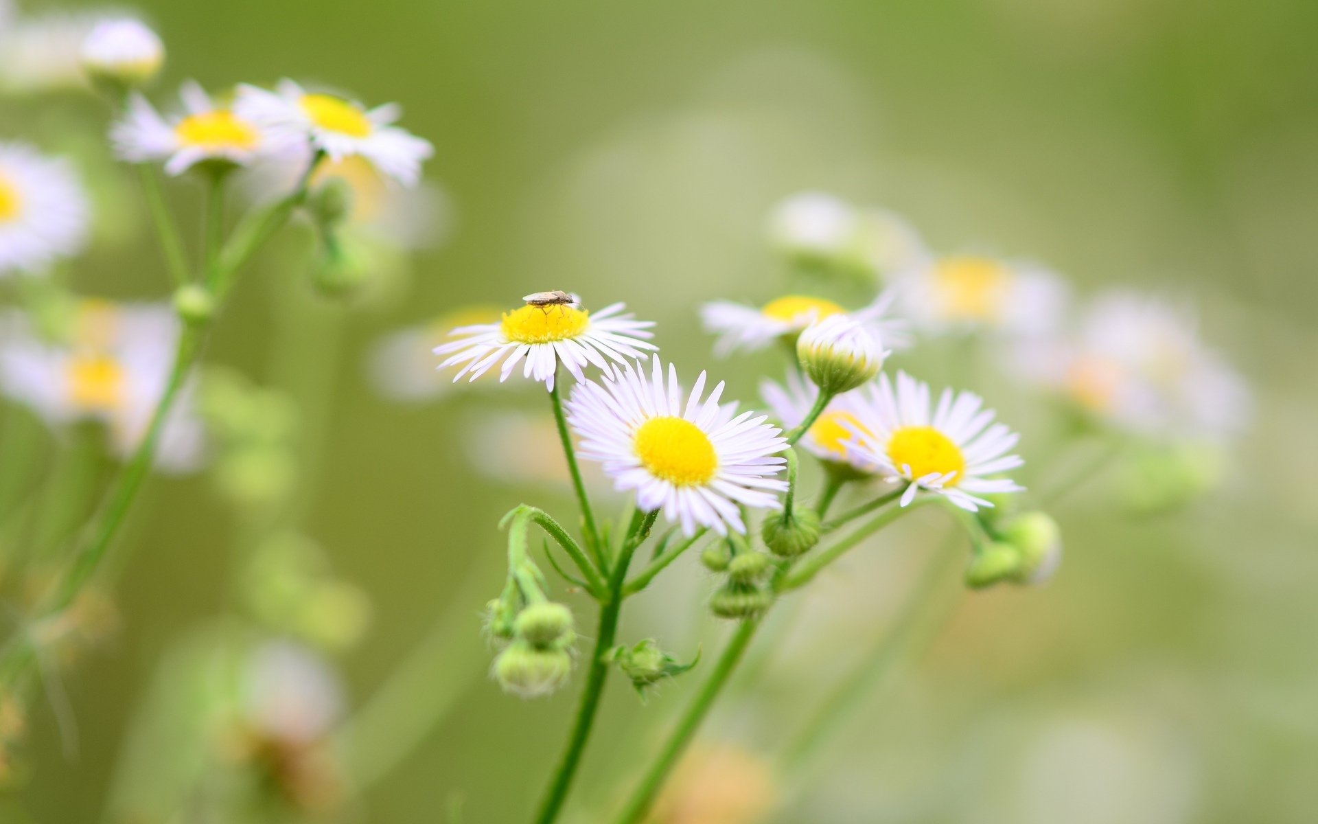 blumen blumen blume blume kamille kamille insekt grün unschärfe hintergrund tapete widescreen vollbild widescreen widescreen