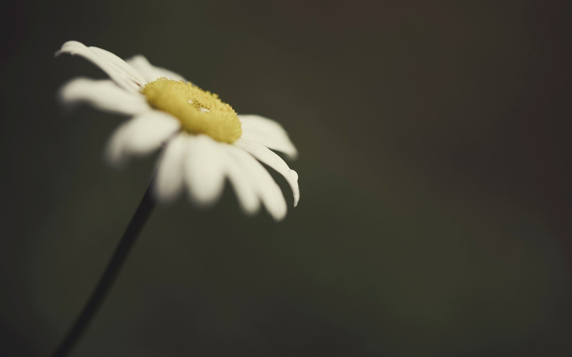 flowers flower flower daisy macro blur background wallpaper widescreen fullscreen widescreen widescreen