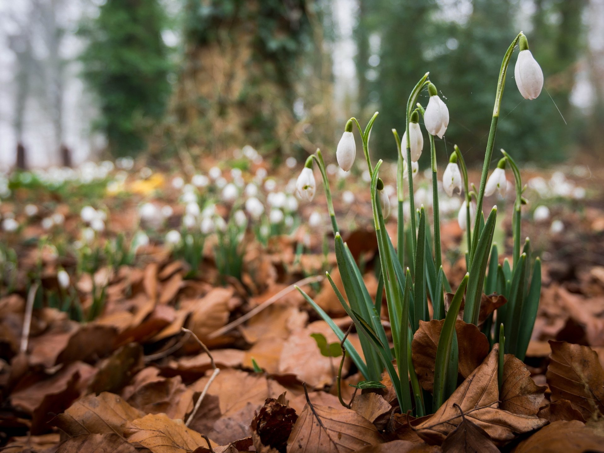 wald blätter trocken frühling blumen schneeglöckchen