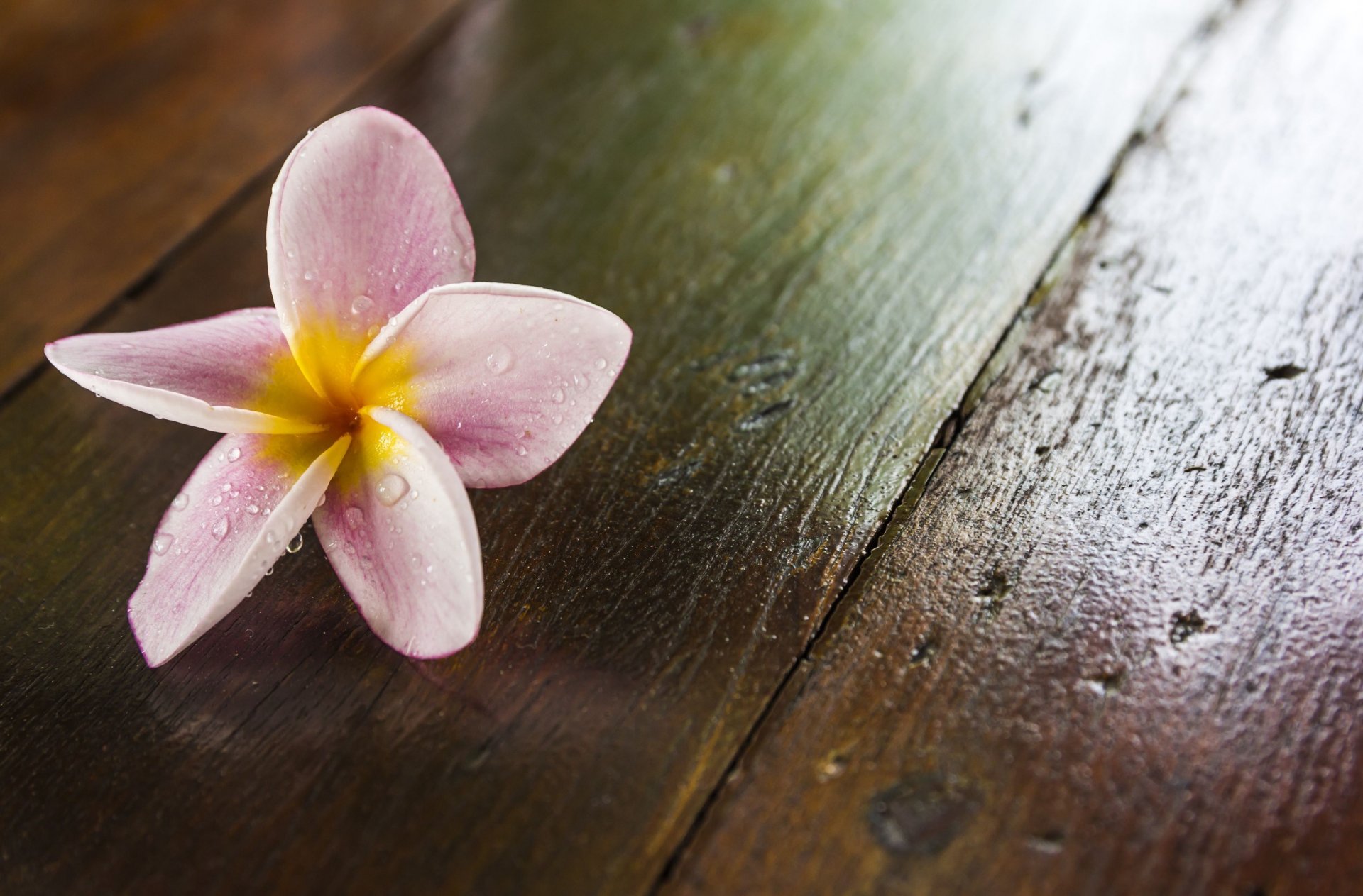 fiori fiorellino frangipani plumeria viola sfondo carta da parati widescreen schermo intero widescreen widescreen