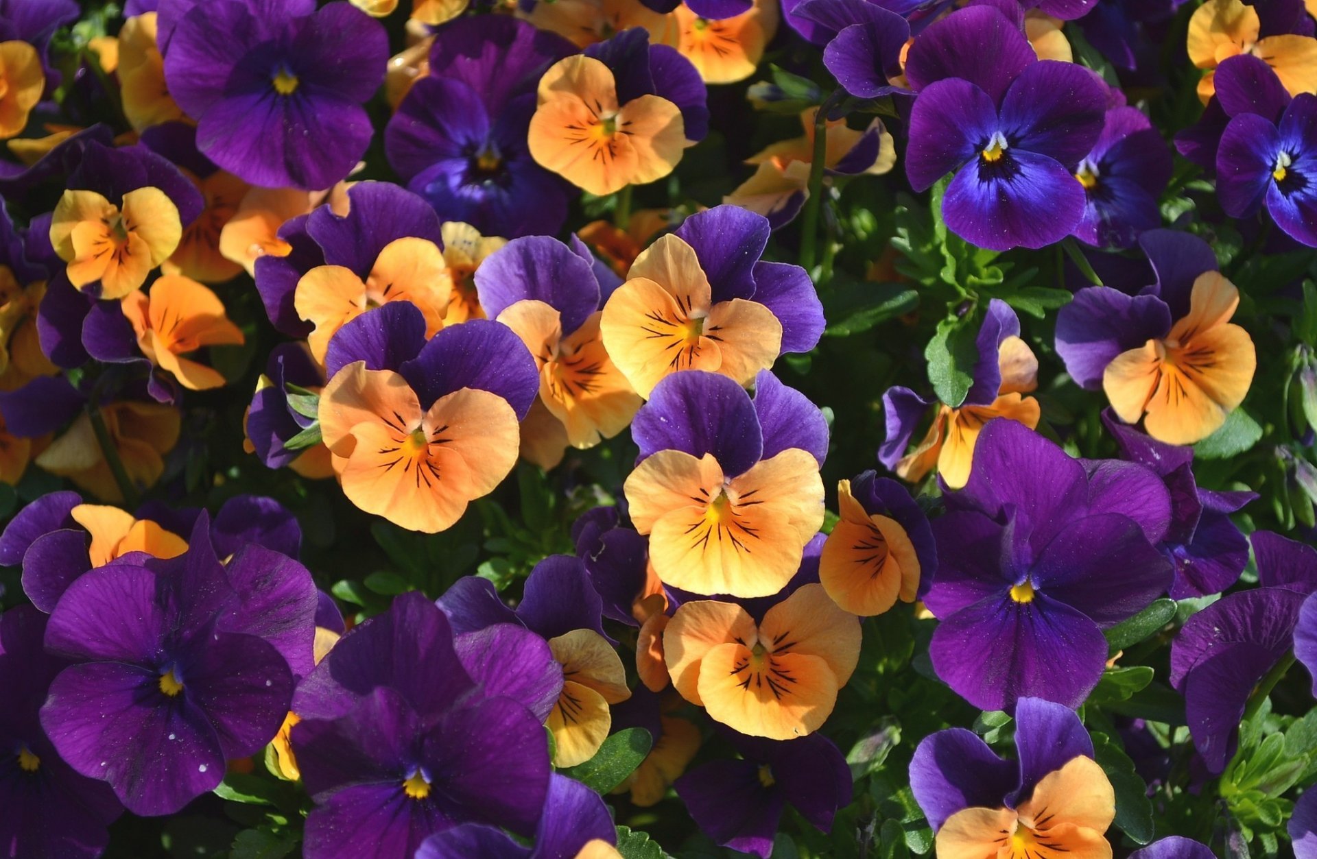 viola pensées fleurs