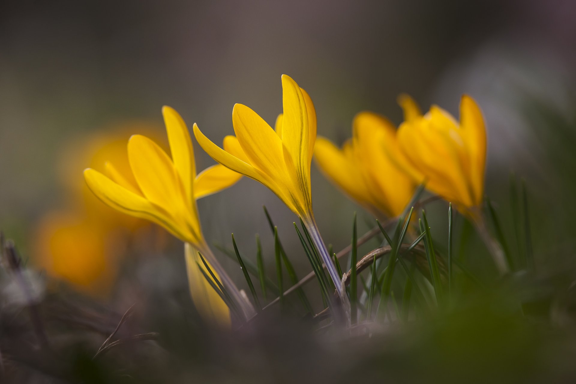 crochi gialli fiori petali erba primavera macro messa a fuoco sfocatura