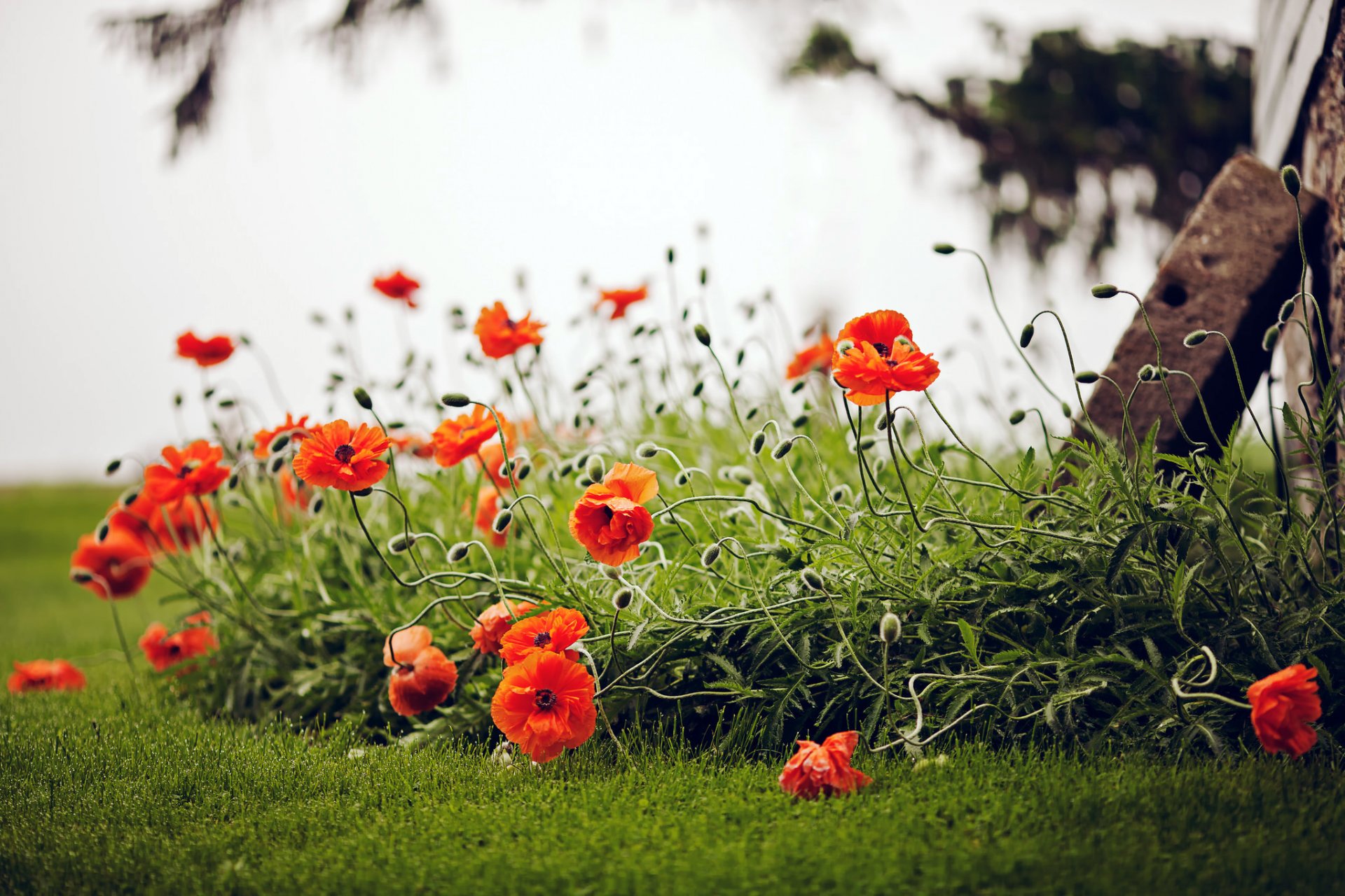 coquelicots rouges fleurs herbe champ nature verdure été