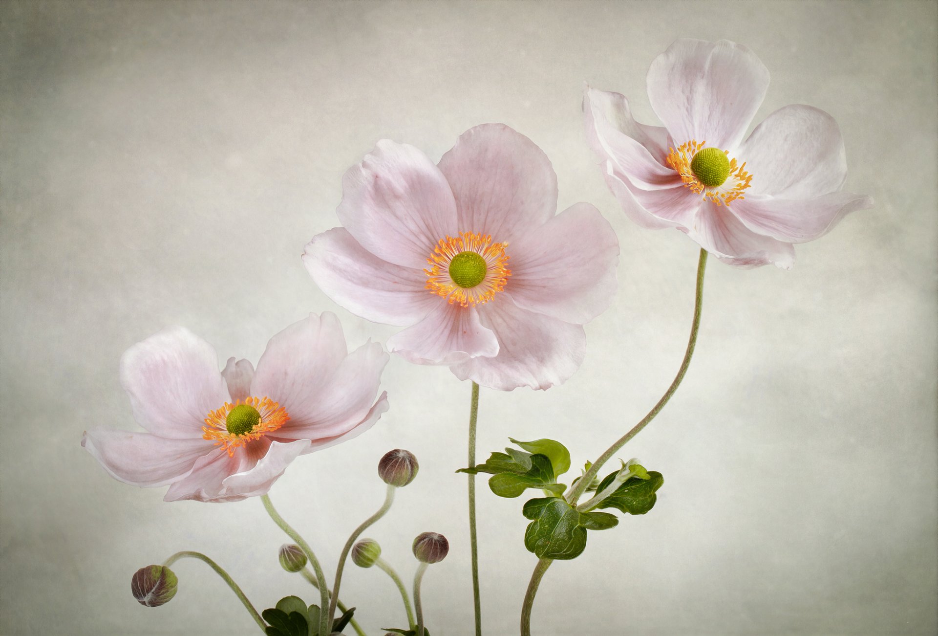 fiori rosa delicato anemoni sfondo