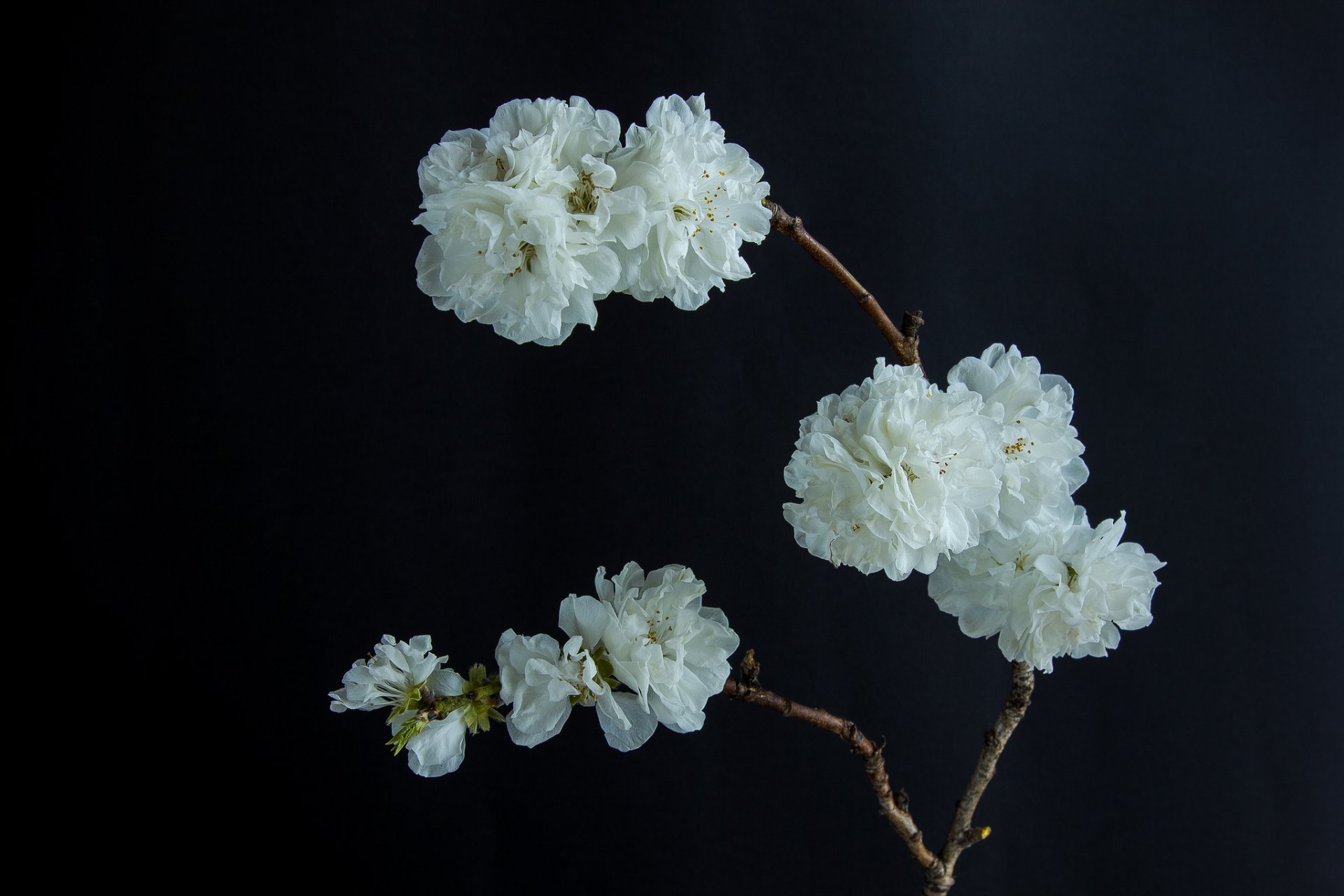 zweig blumen weiß blüte schwarzer hintergrund