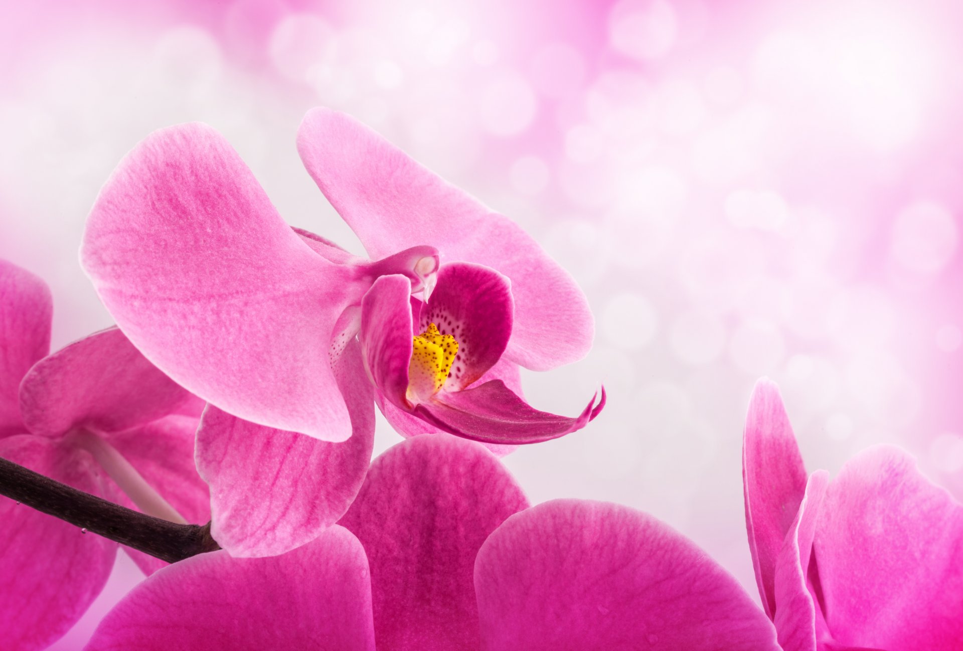 flower petals pink orchid the stem background