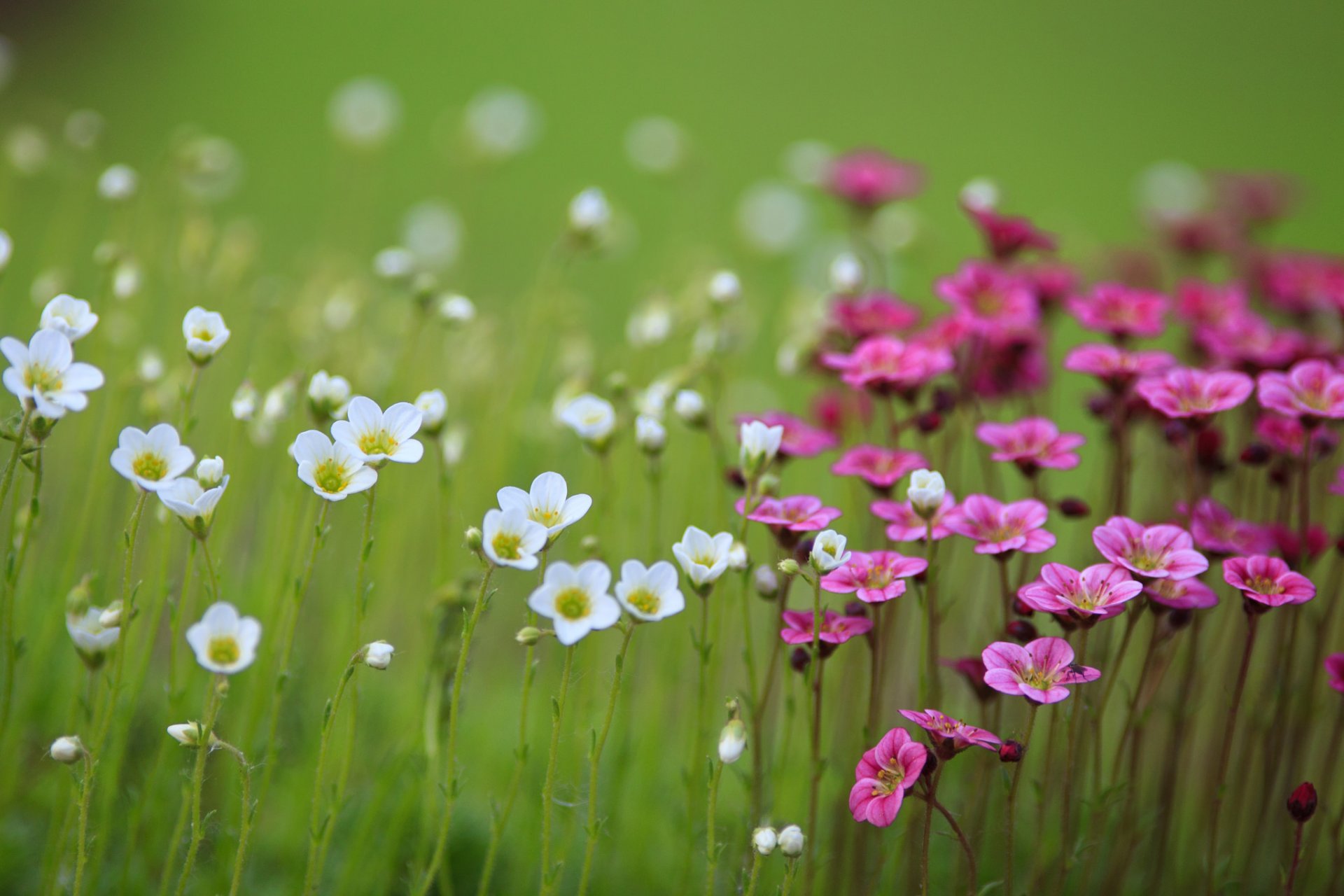 feld blumen weiß rosa unschärfe