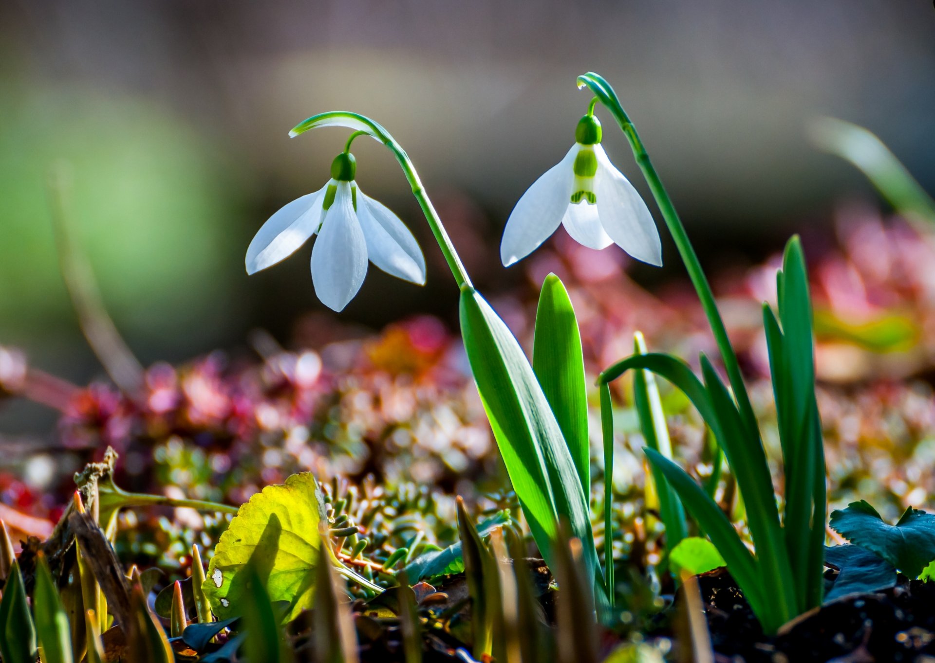 schneeglöckchen frühling natur