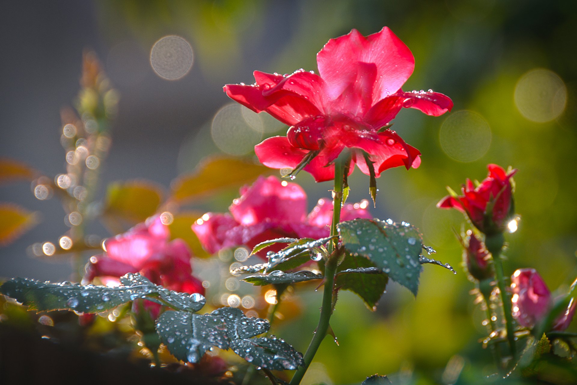 flores rosa rojo rocío pétalos macro