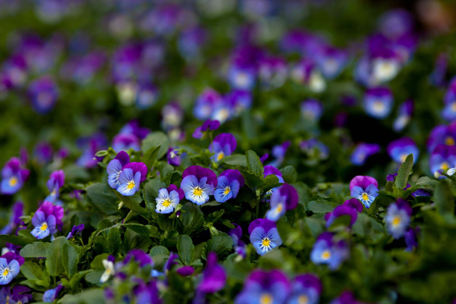 fleurs gros plan lilas viola pensées