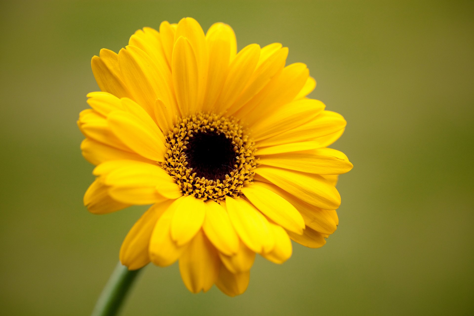 gerbera fleur jaune pétales fond vert