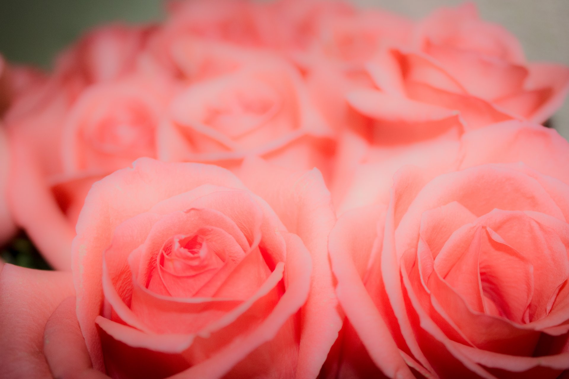 roses flower background pink bud