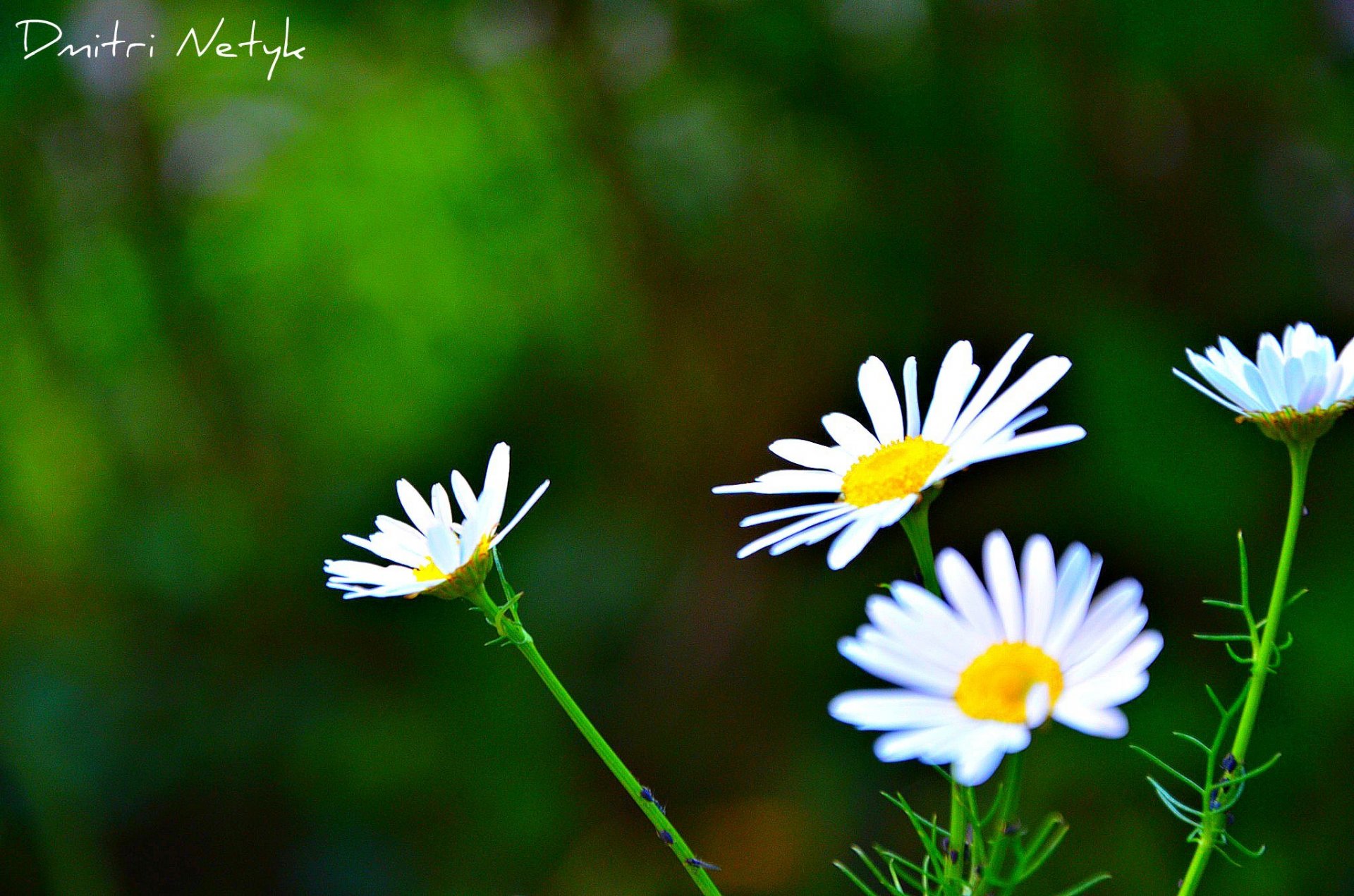 blumen gänseblümchen natur garten lichtung pflanzen gras blüte hintergrund tapete