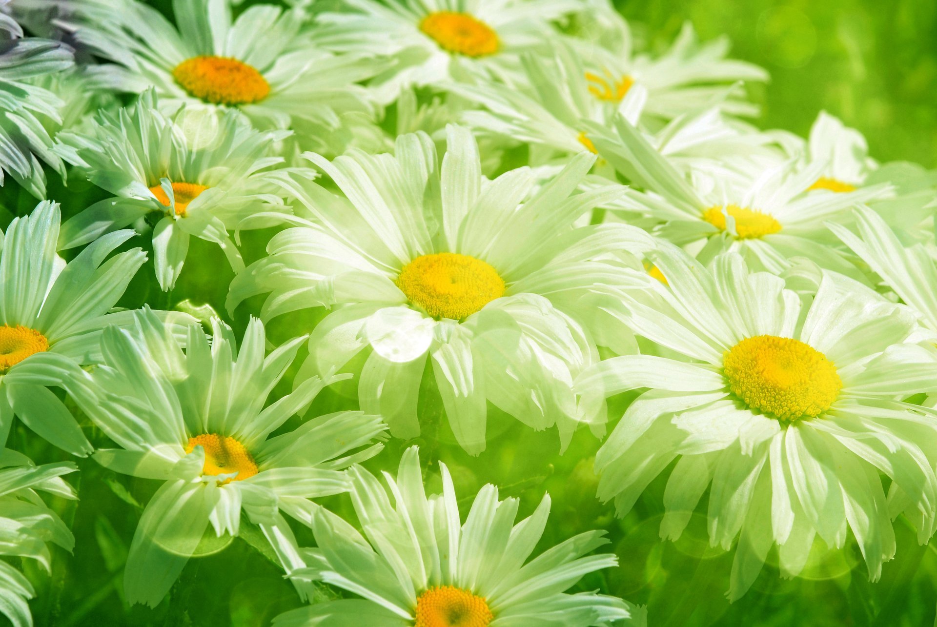 daisies white leaves green flowers grass meadow spring freshness beauty spot white transparent spring blur