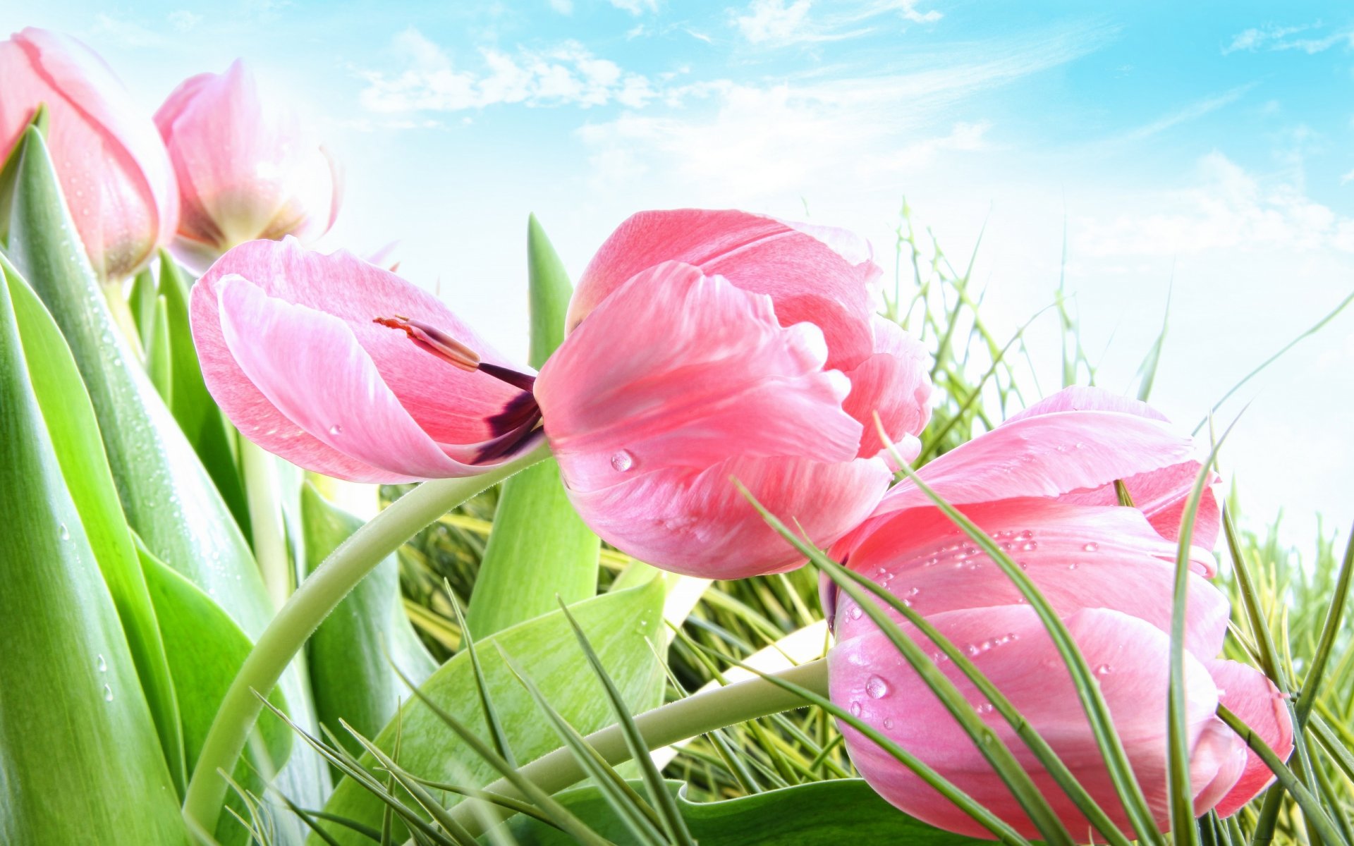 pring flower grass tulips pink