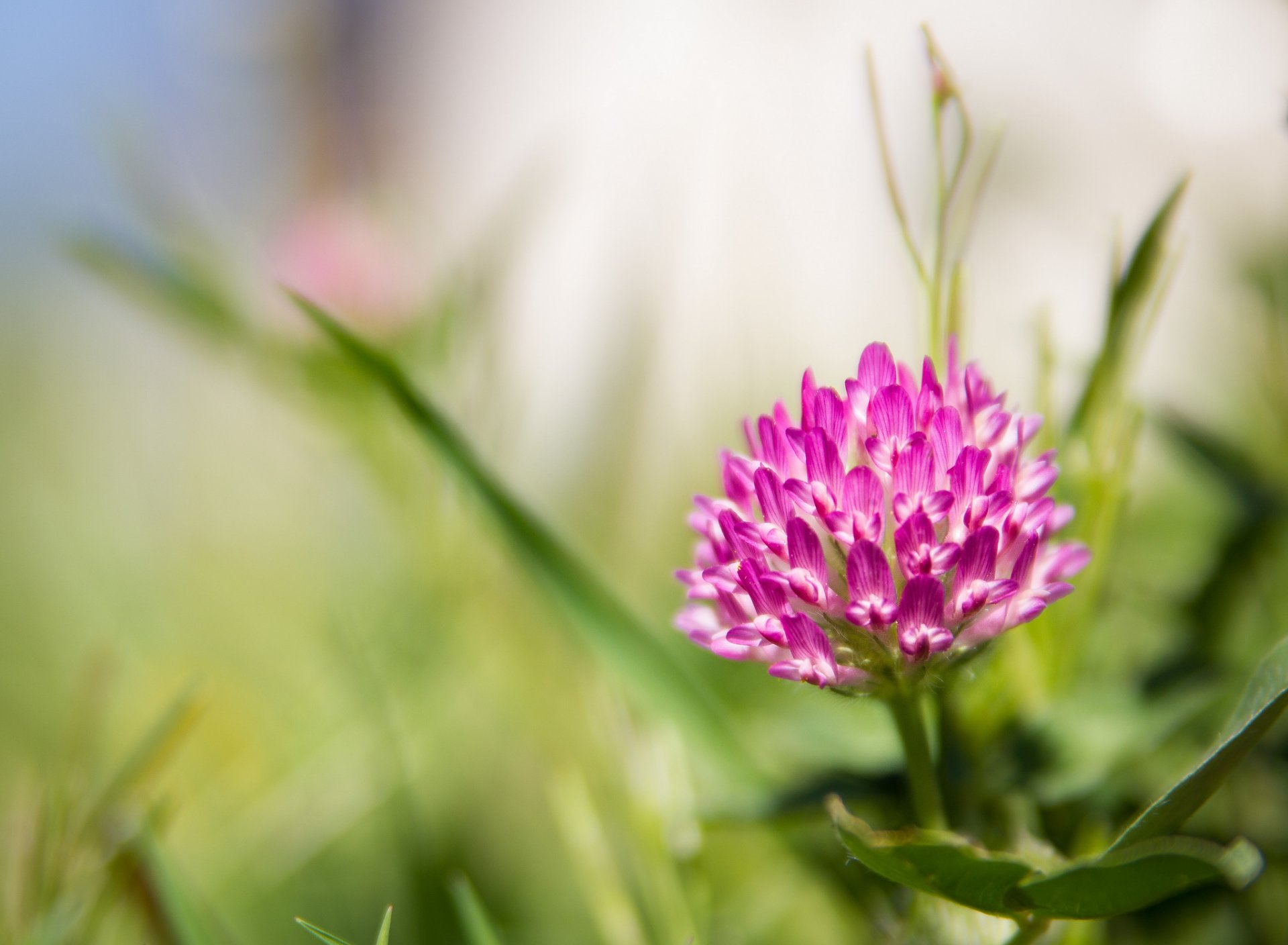 fleur rose trèfle fond