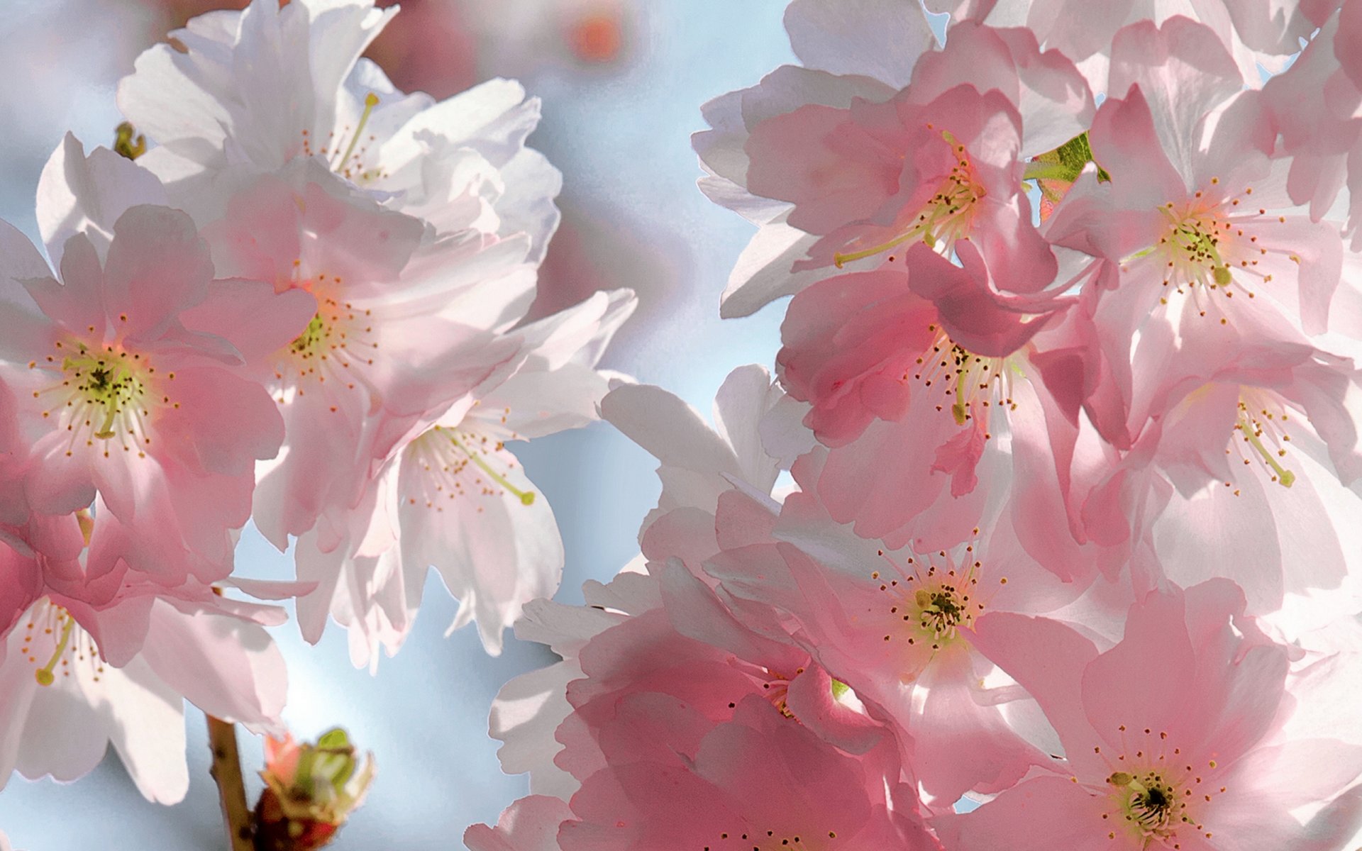 primavera flores cereza sakura concurso rosa pétalos cielo belleza primavera floración delicado rosa brotes ramas fondo azul