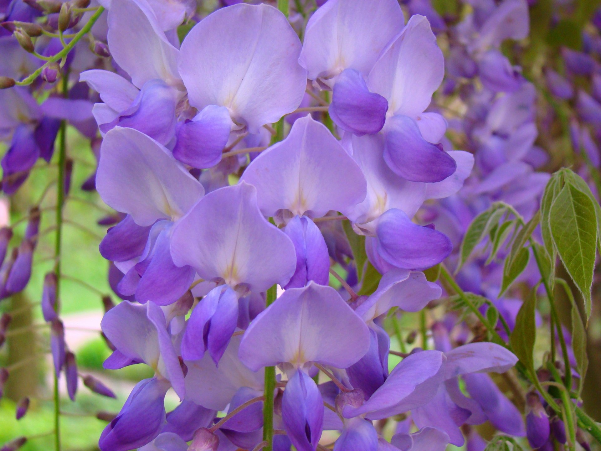 wisteria wisteria kwiaty makro liliowy ametystowy fioletowy zieleń szczotka wiosna listki