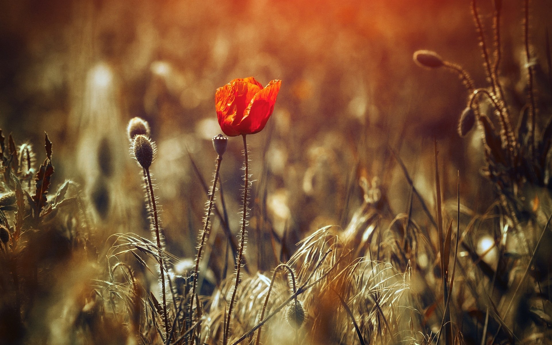 flower flowers red plant the field blur background wallpaper widescreen full screen hd wallpapers fullscreen