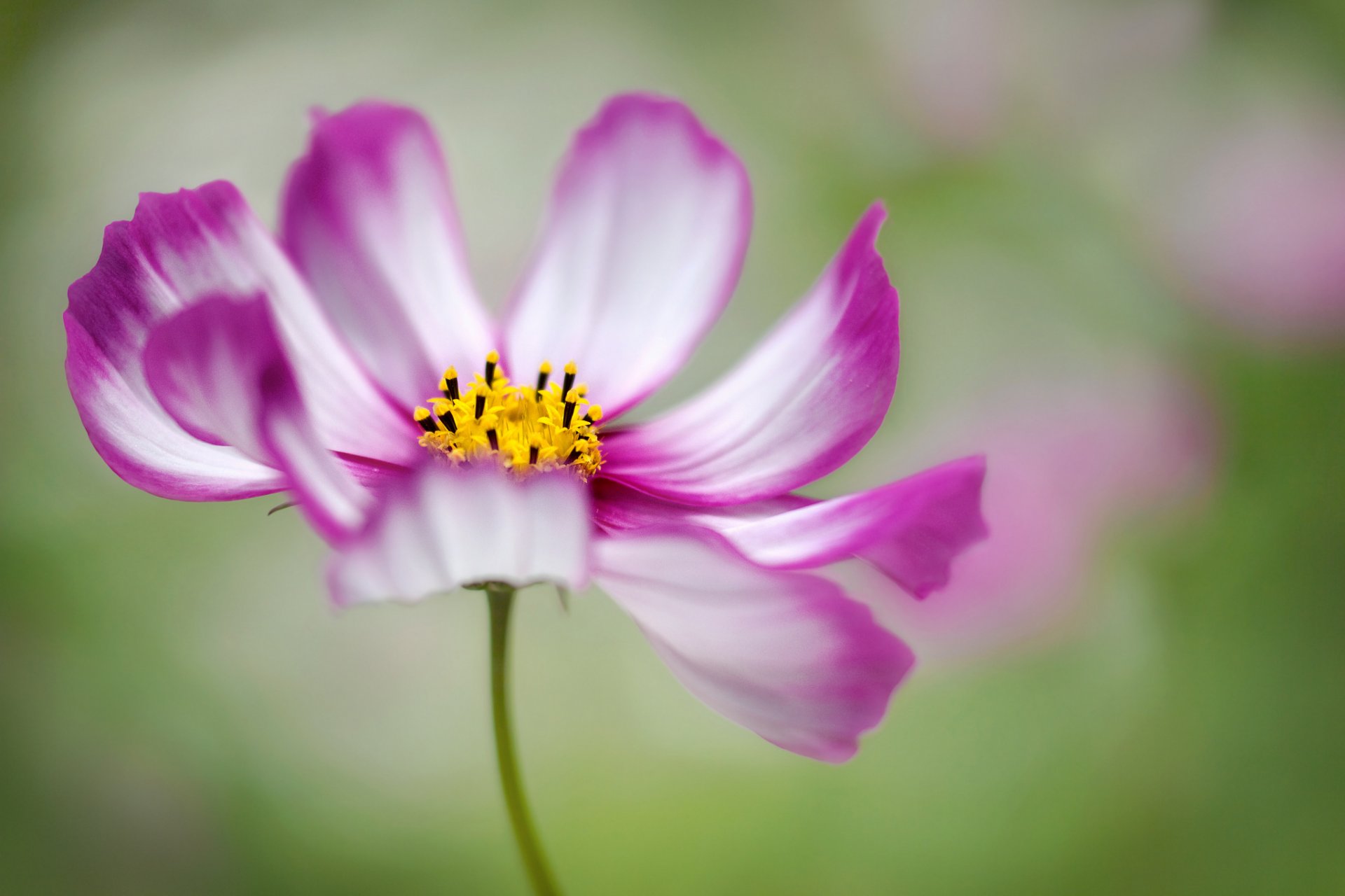 blume makro blütenblätter