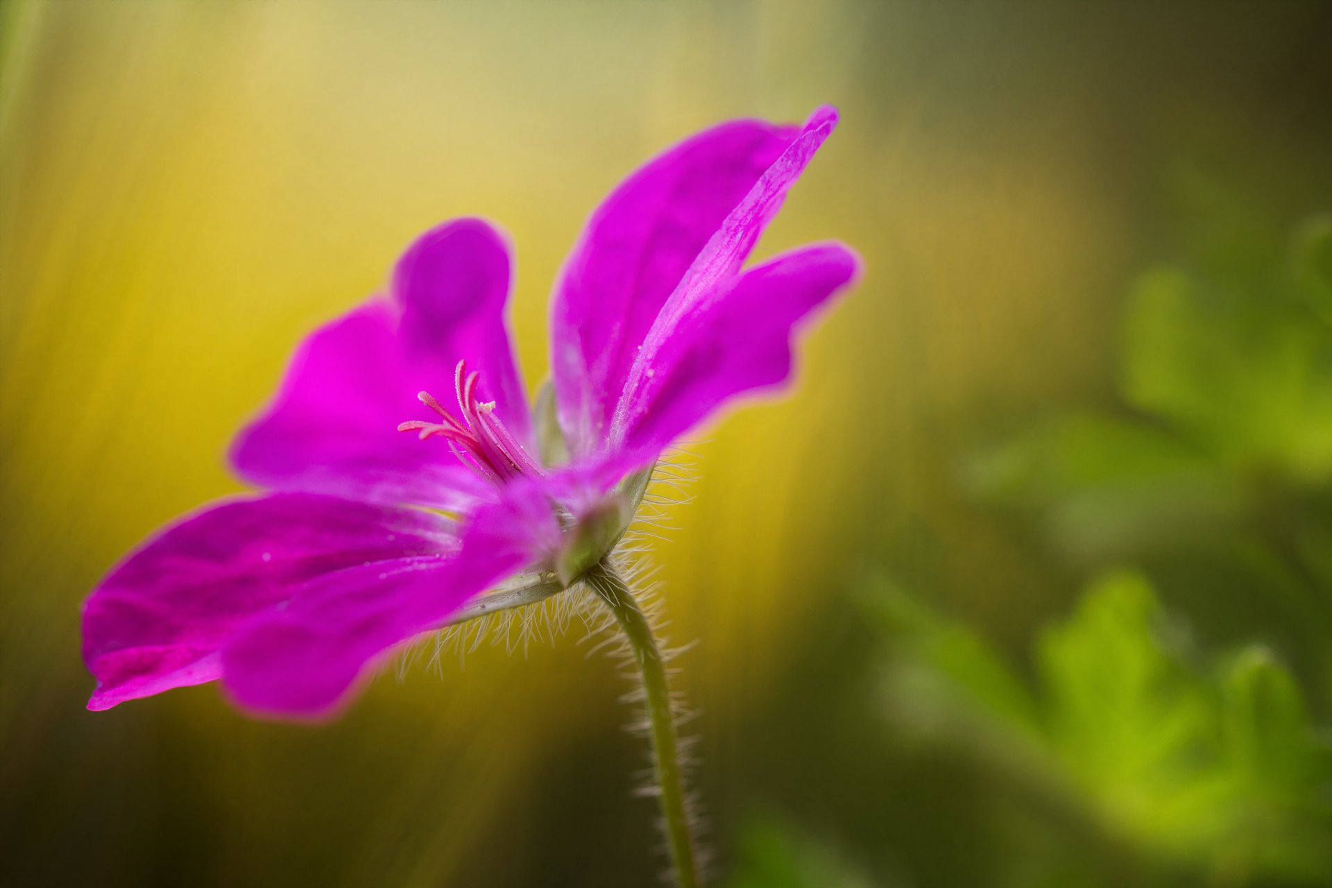 blume rosa blütenblätter makro