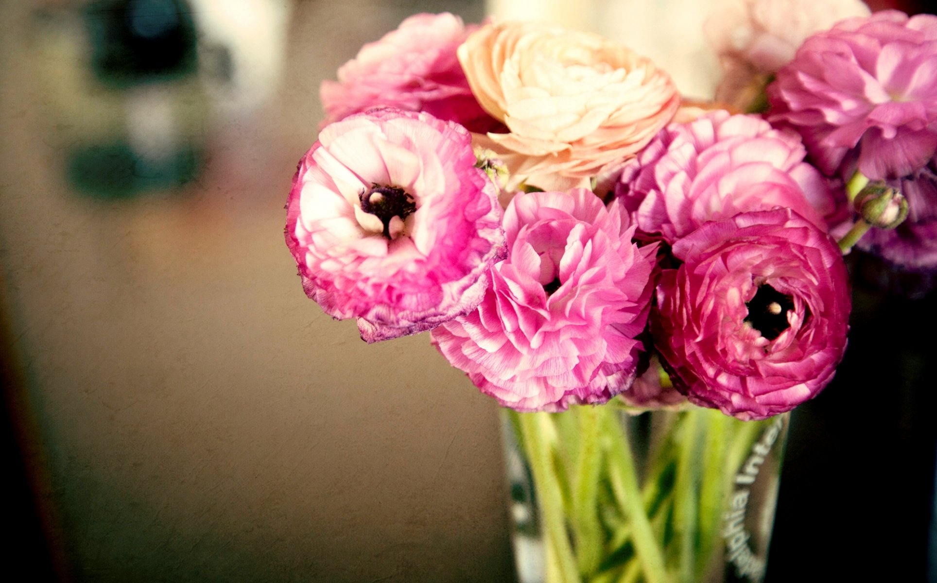 ranúnculos ranúnculo flores rosa hojas brotes pétalos florero ramo