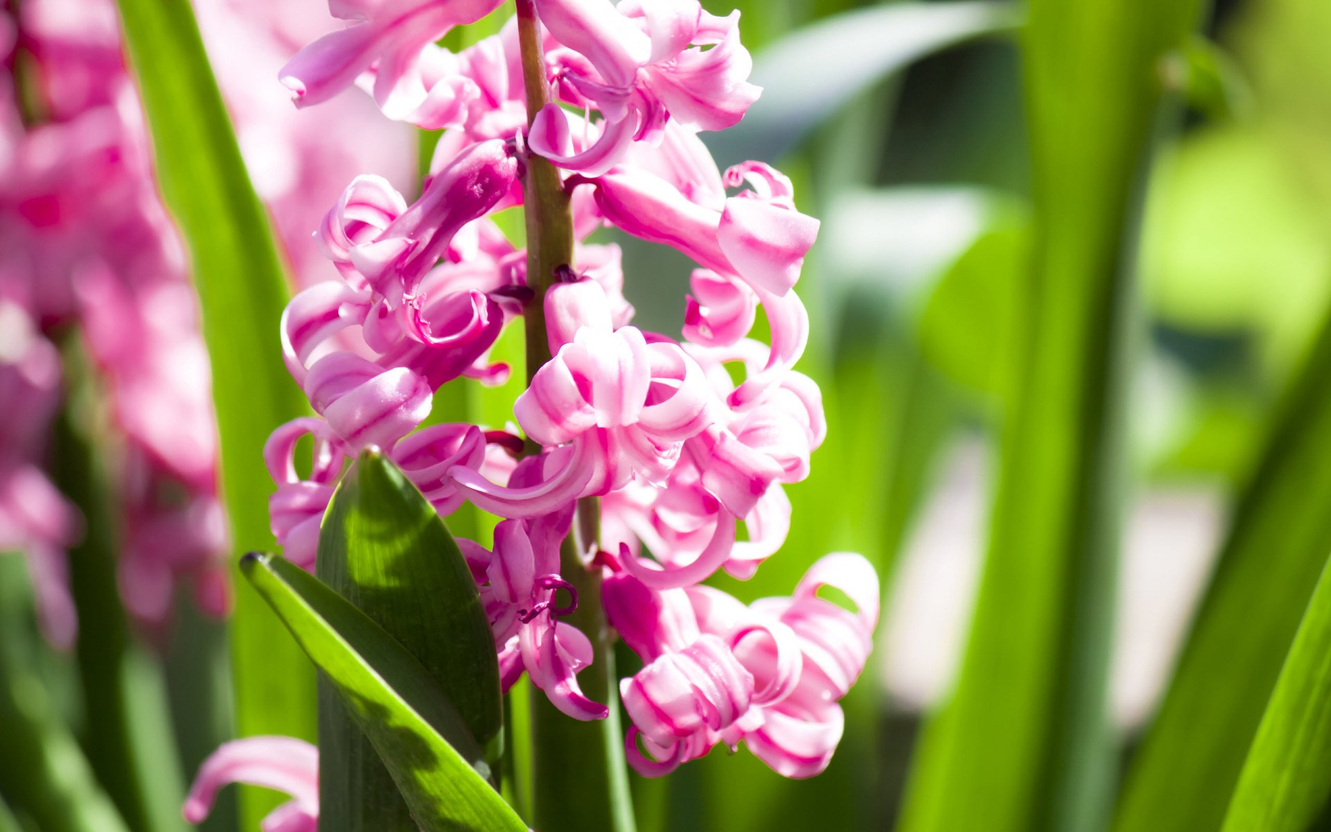 flower hyacinth spring bloom light bright