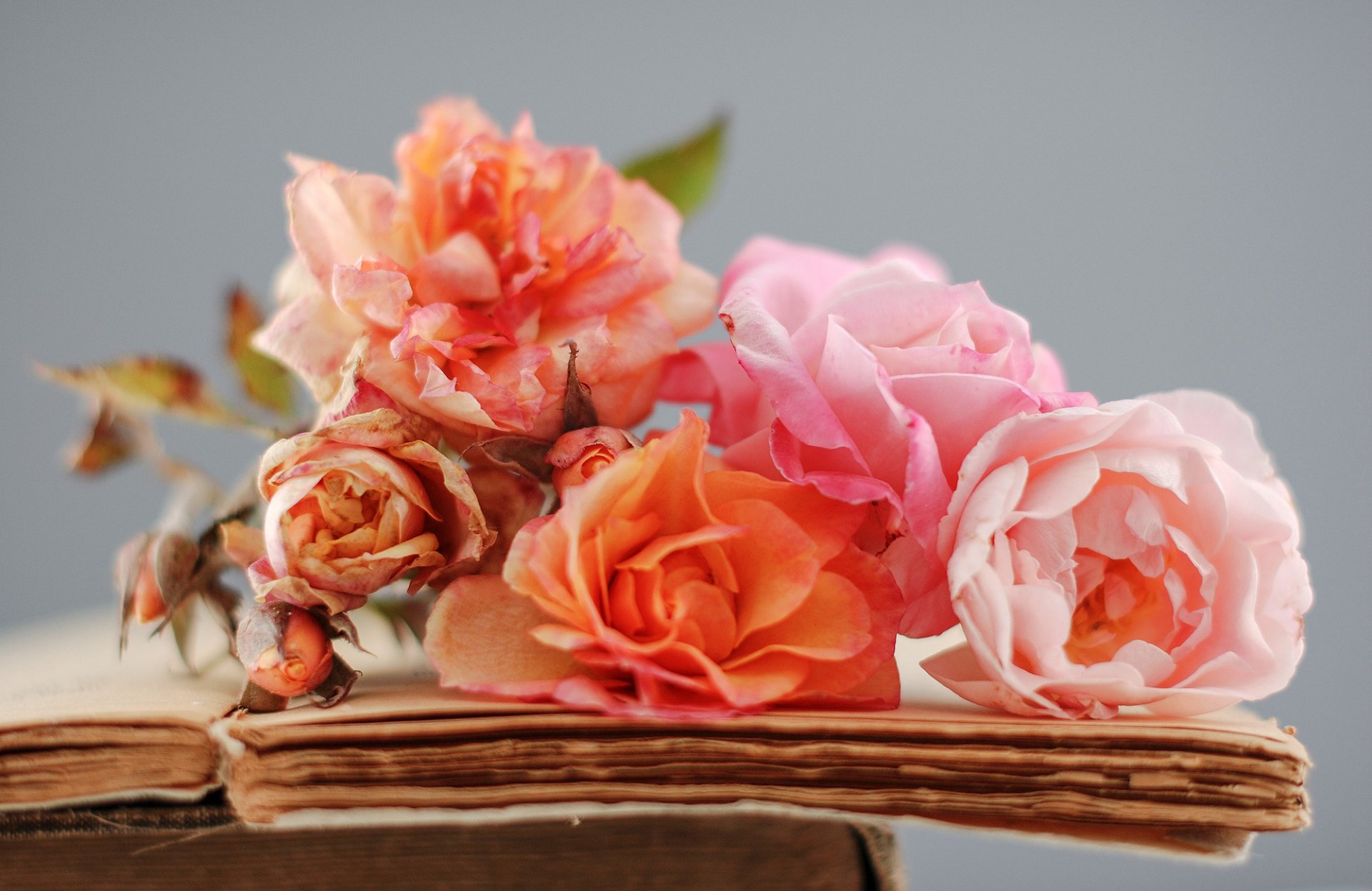 roses orange pink flower dry books the old page