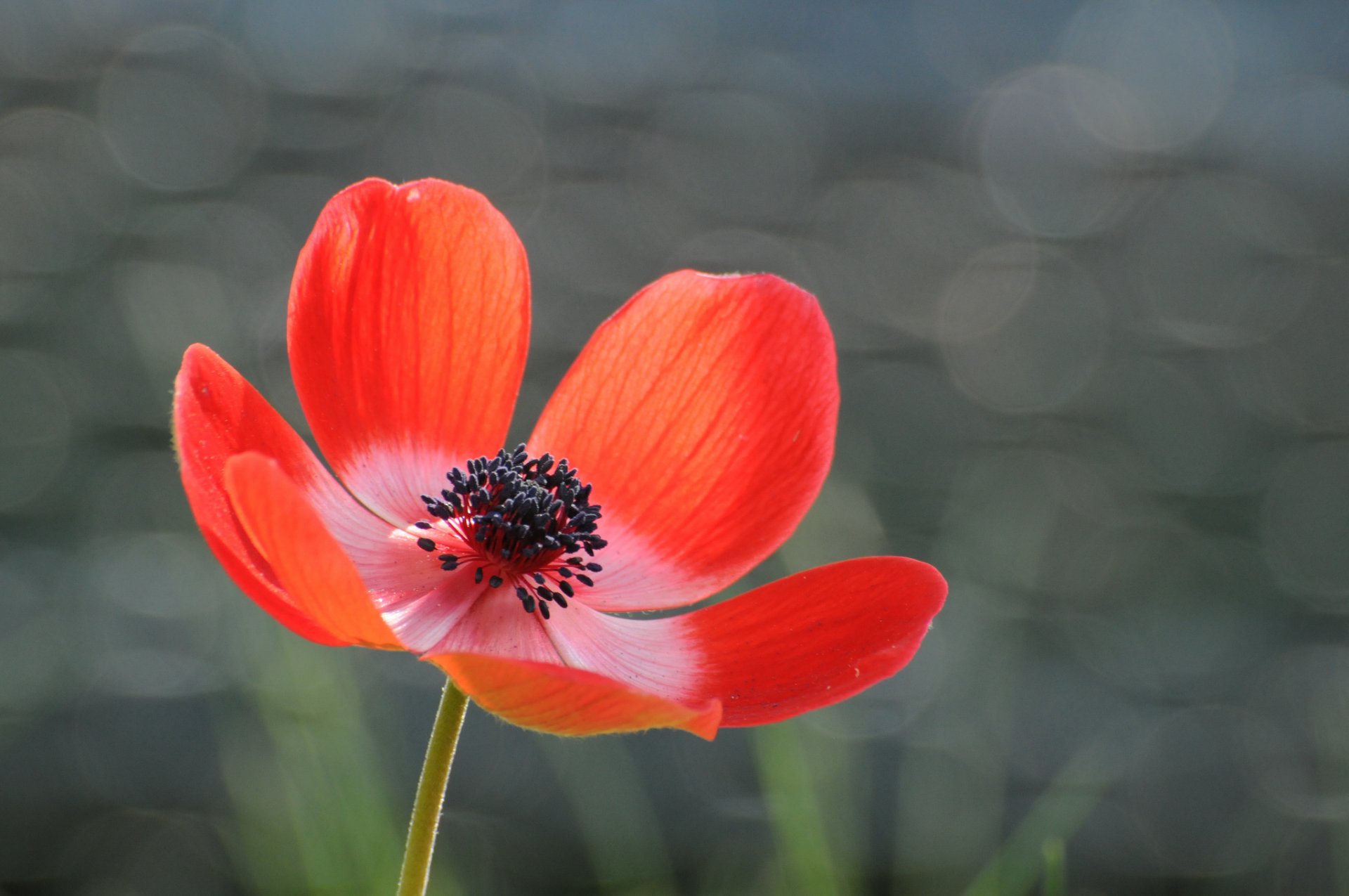 anémona rojo flor pétalos gris fondo reflejos