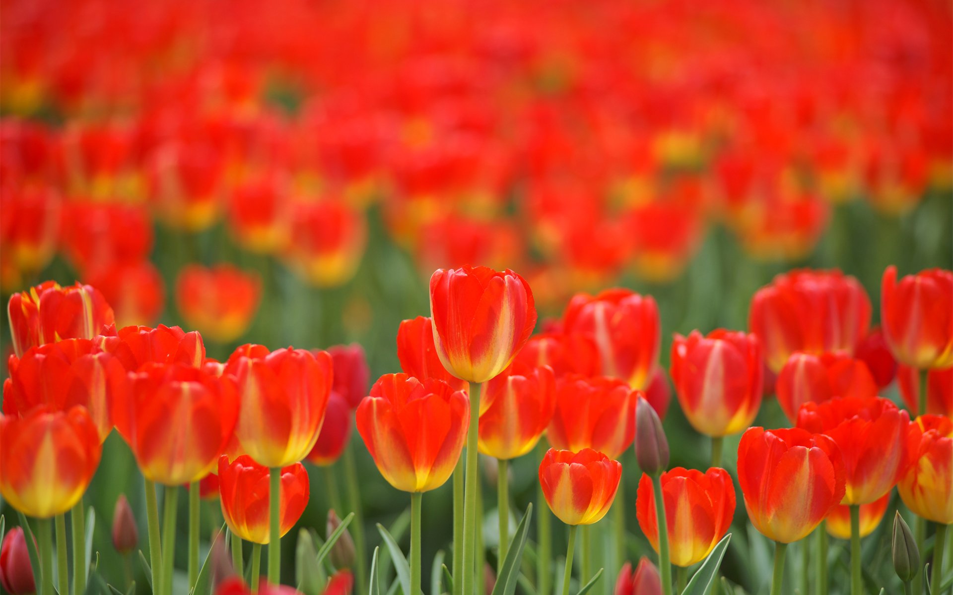 fleurs tulipes rouge champ printemps