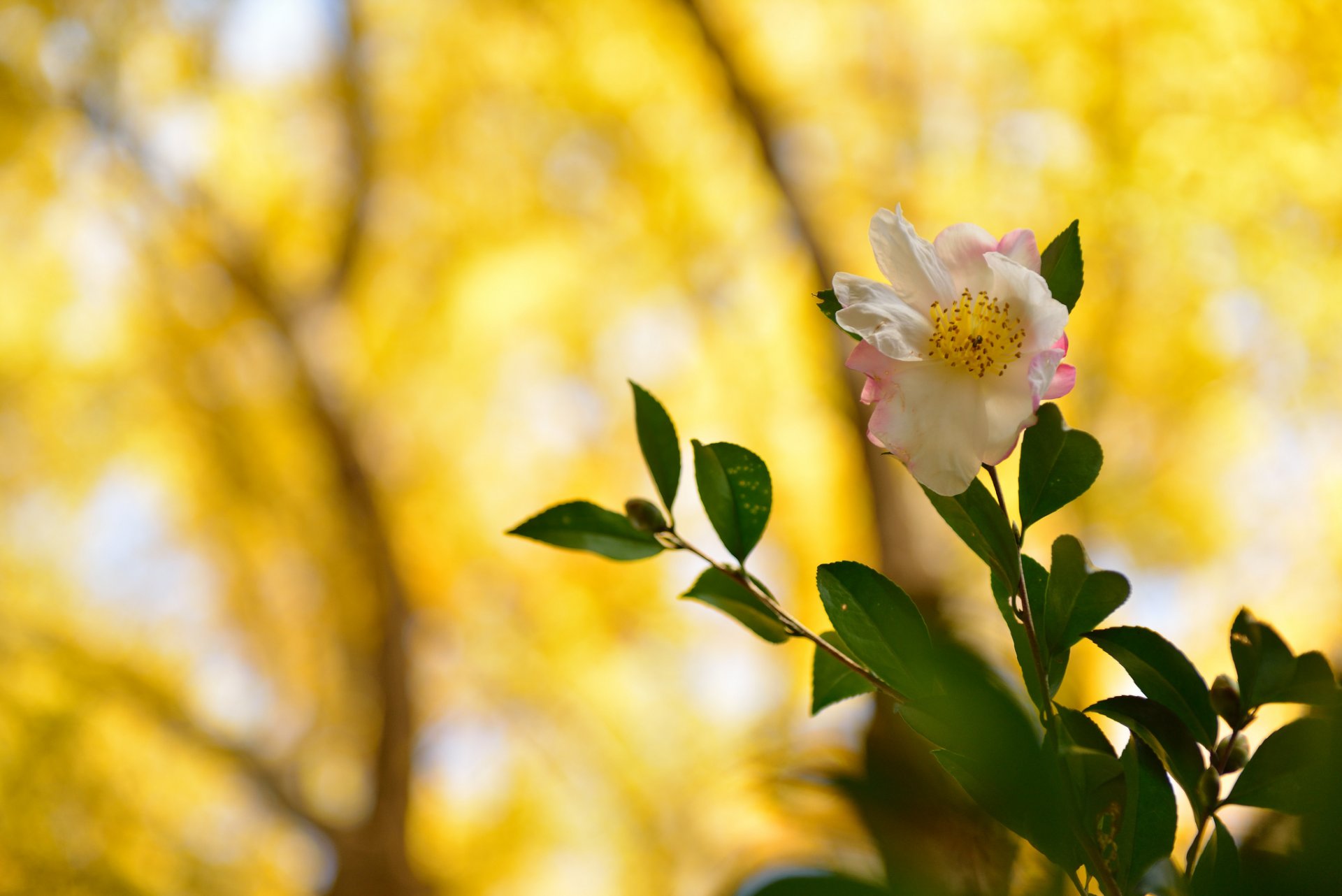 fiore bianco-rosa rami foglie sfondo