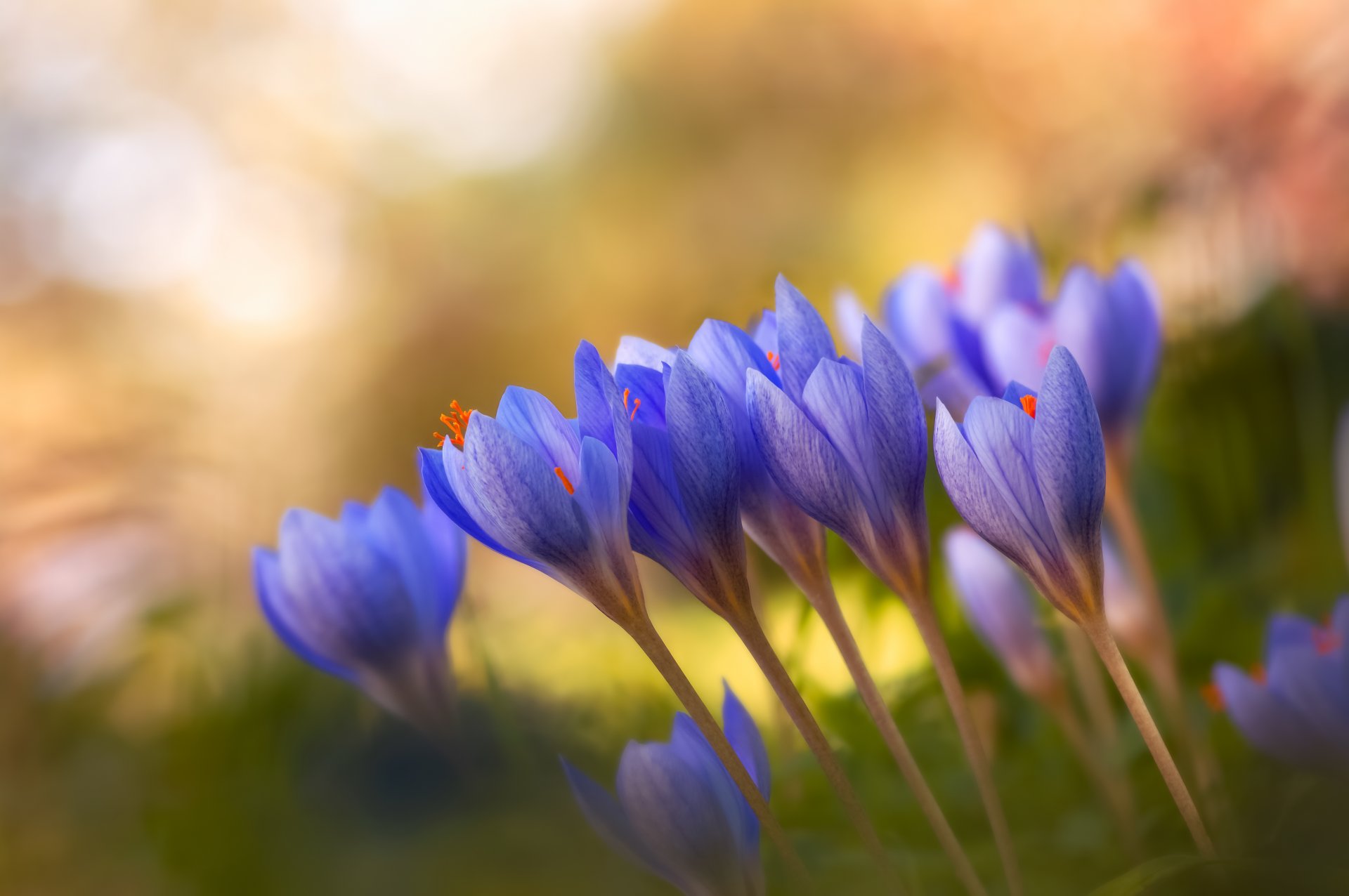 crocus lilas fond