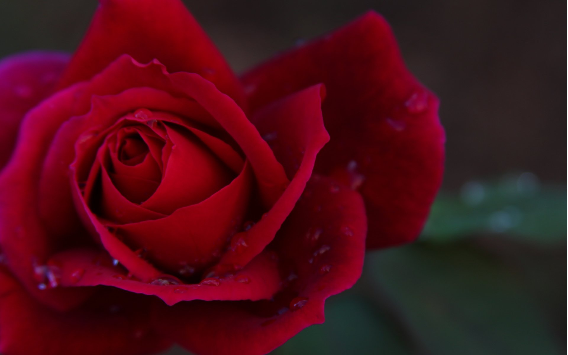 flor rosa brillante macro