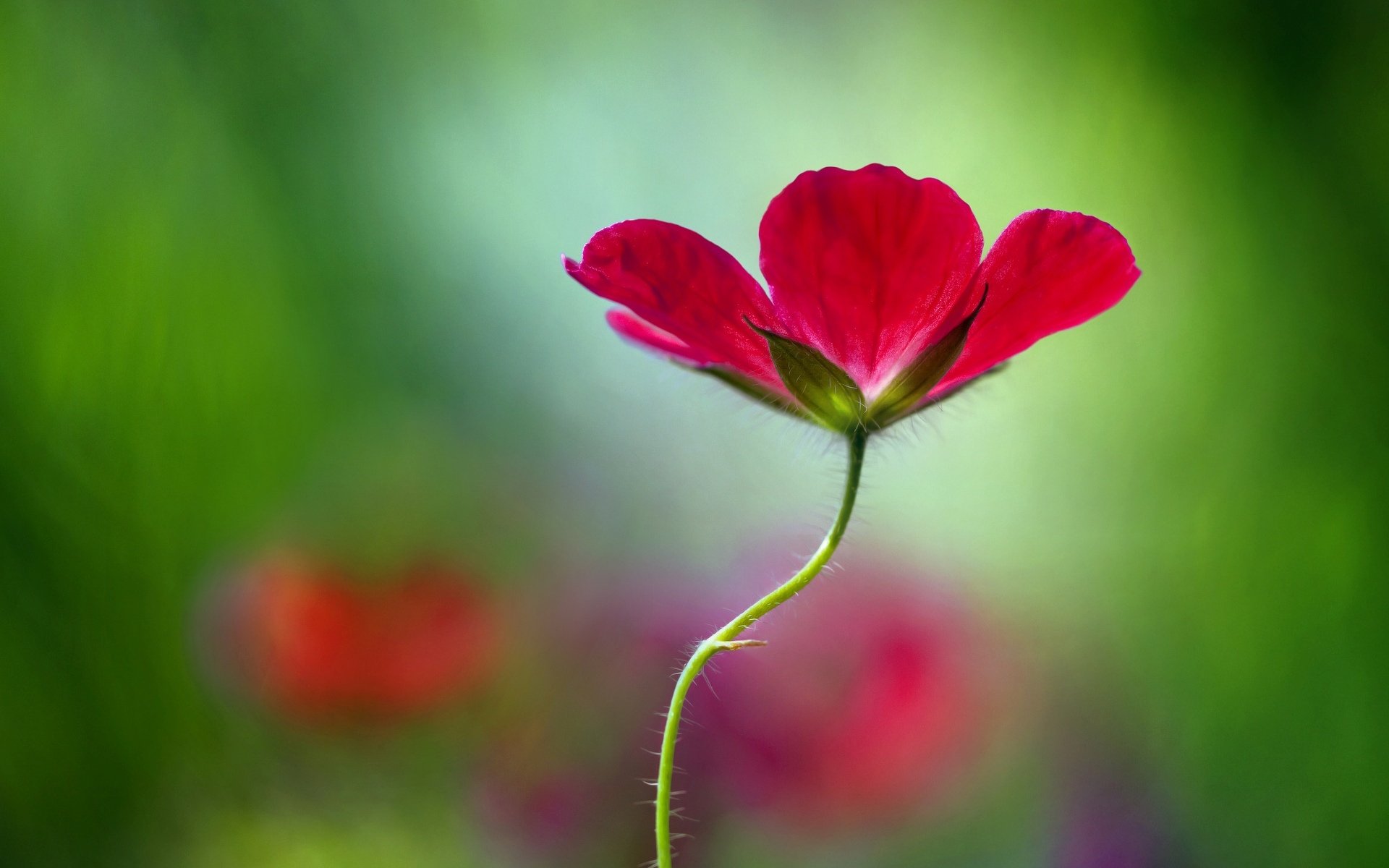 blumen blume blümchen rosa form unschärfe hintergrund tapete widescreen vollbild widescreen widescreen