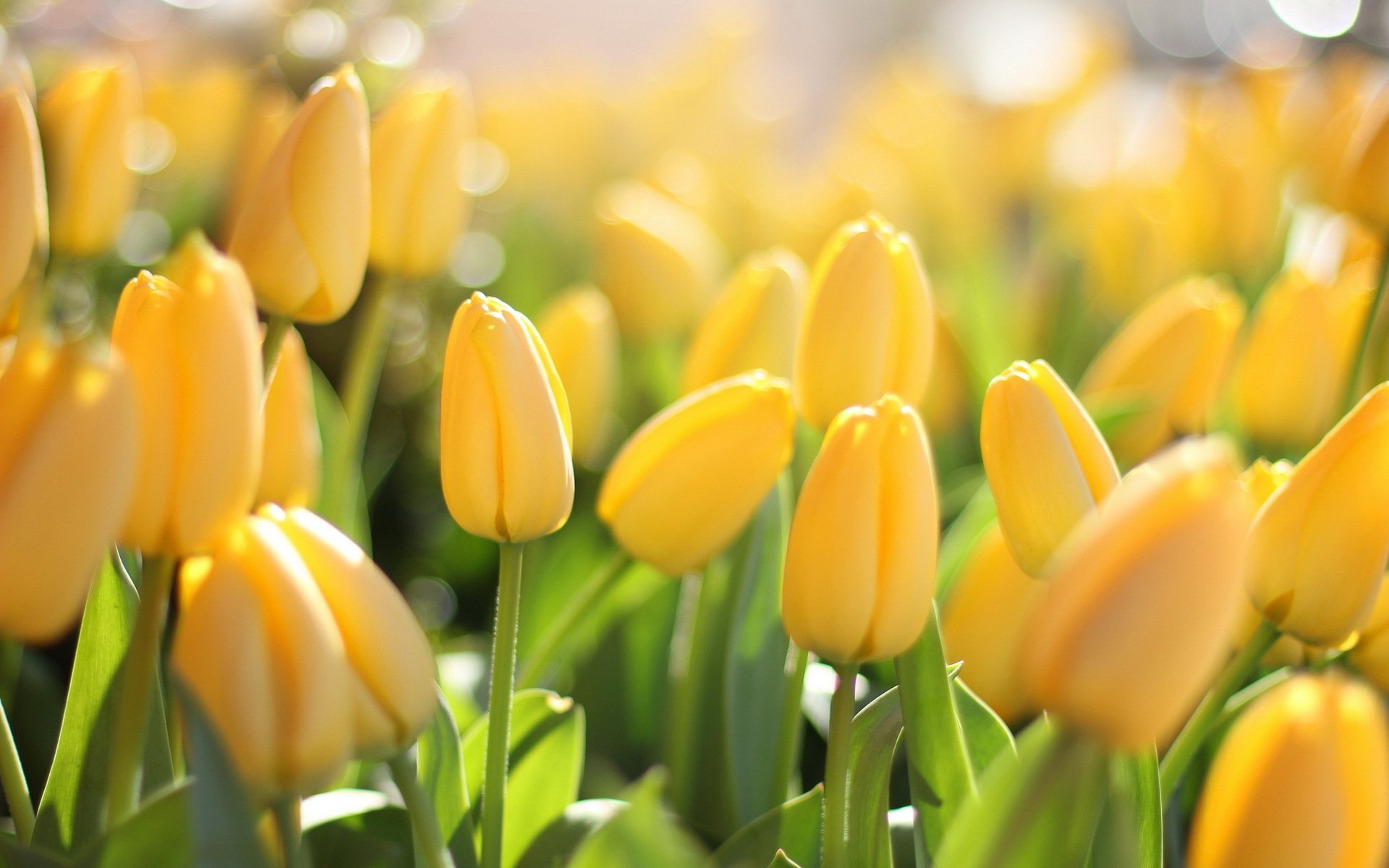 fiori tulipani macro