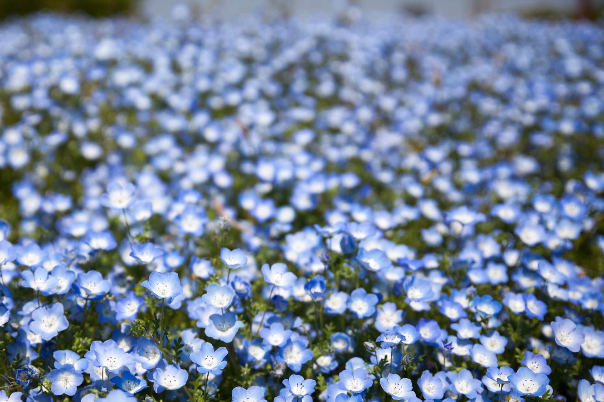 nemophila fiori blu petali campo bokeh sfocatura