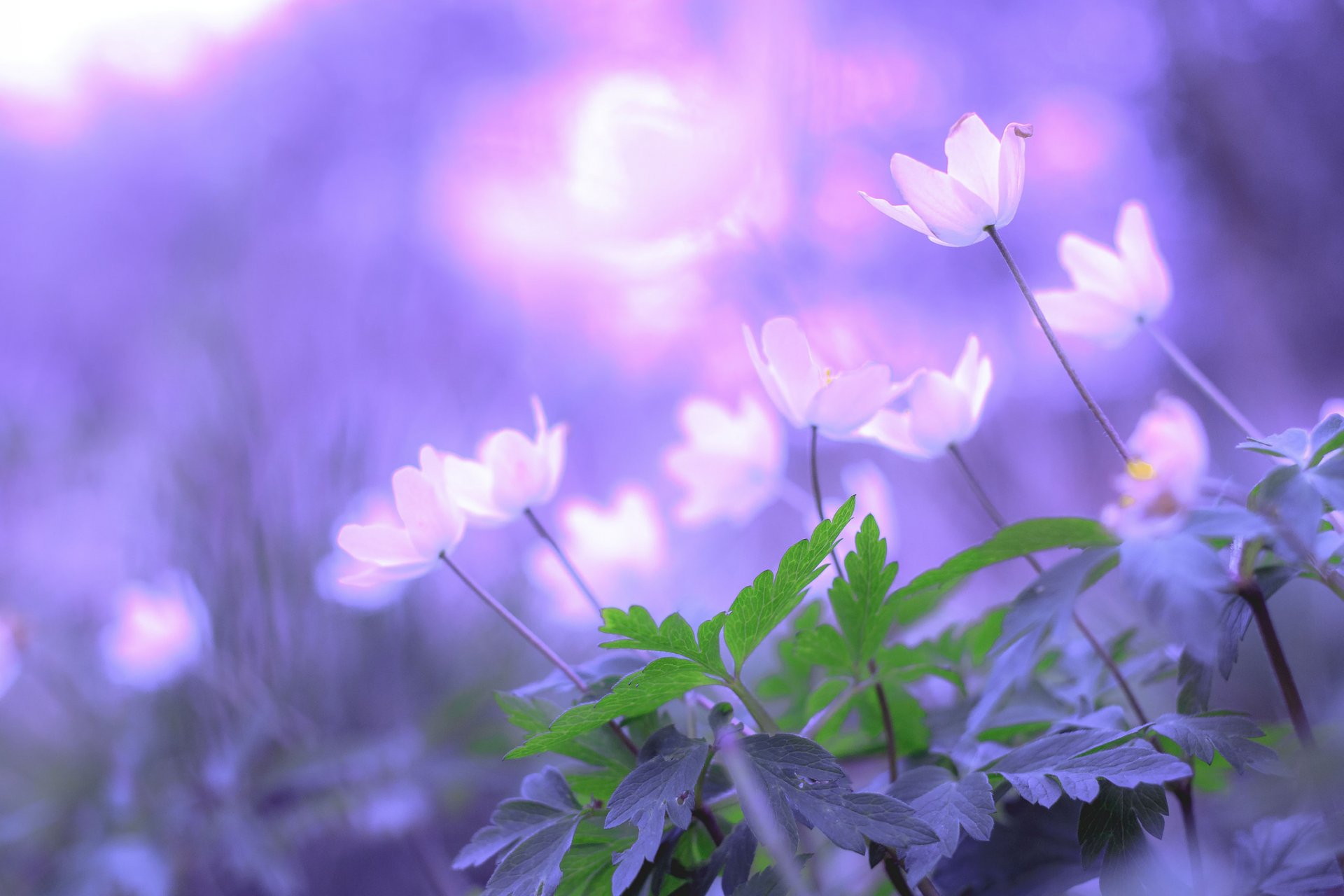 fleurs feuilles bokeh