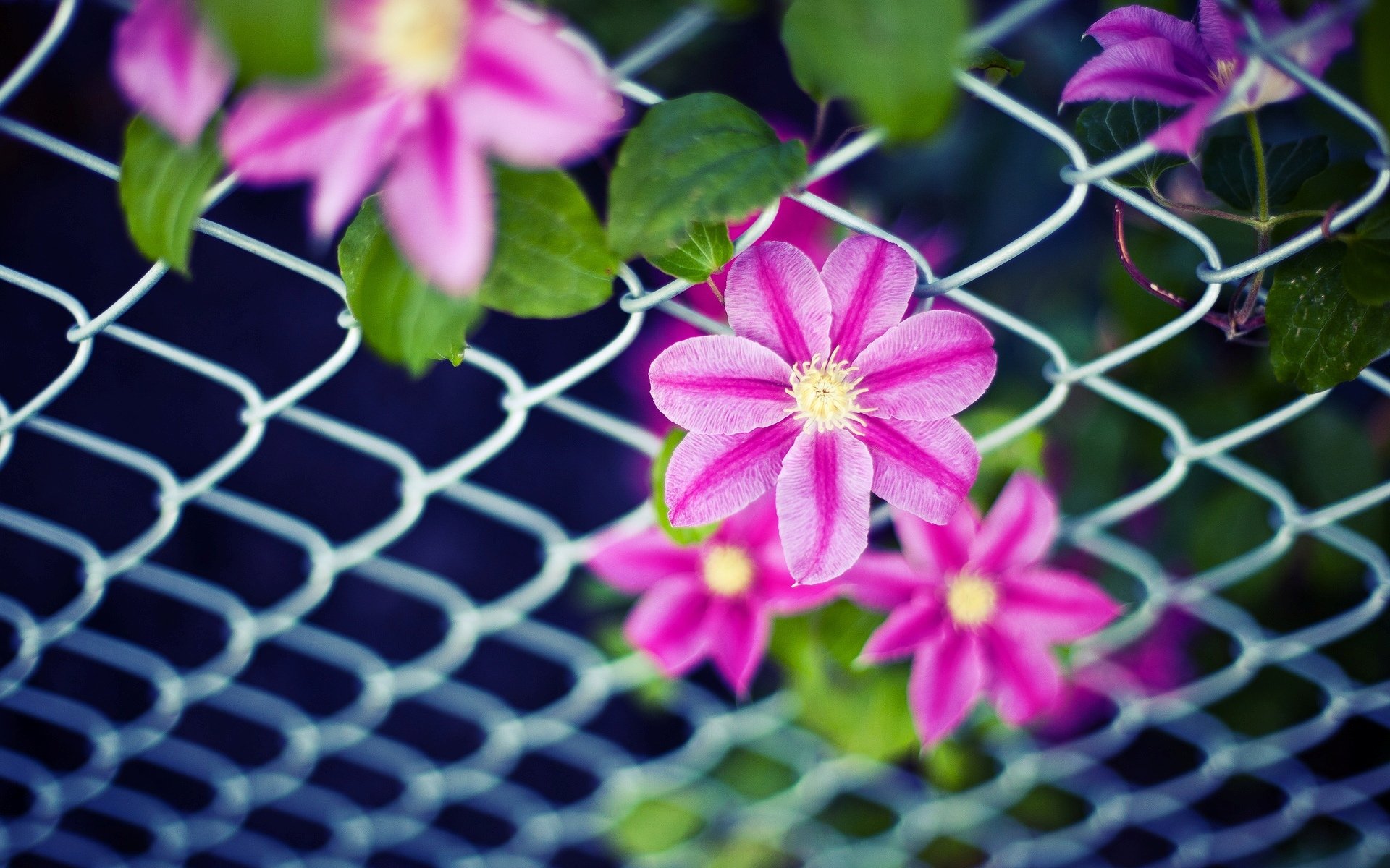 blumen blumen blümchen rosa blütenblätter blätter blätter gitter zaun hintergrund tapete widescreen vollbild widescreen widescreen