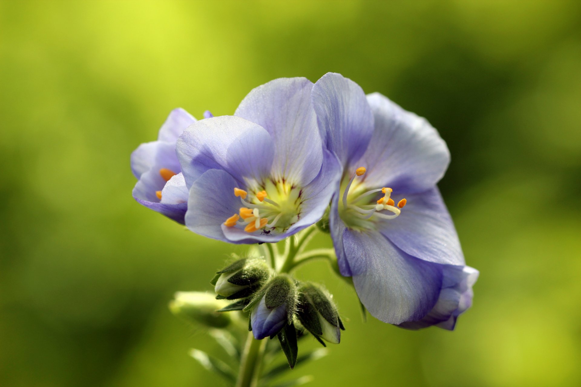 blumen flieder blütenstand hintergrund