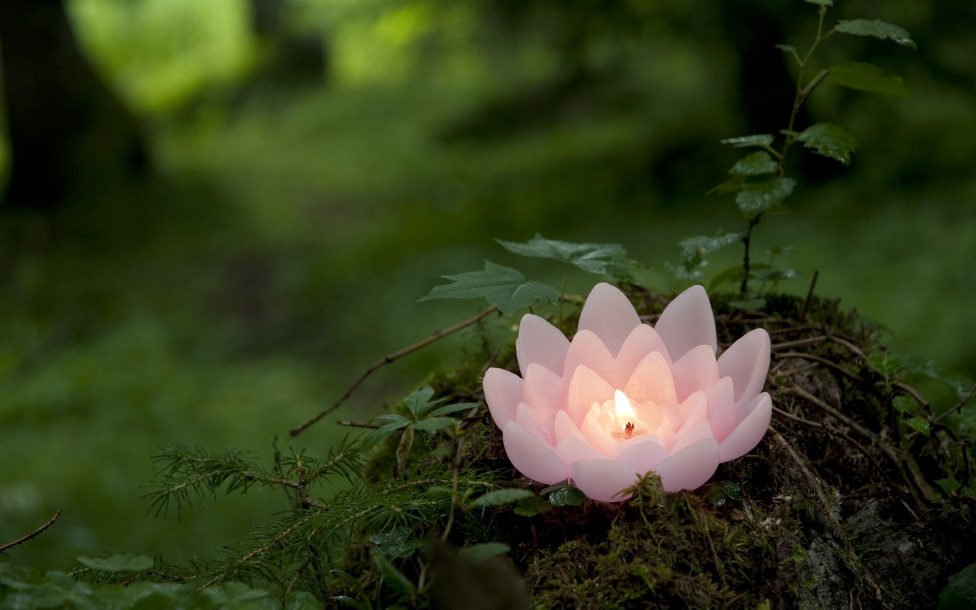 candela loto rosa verde foresta