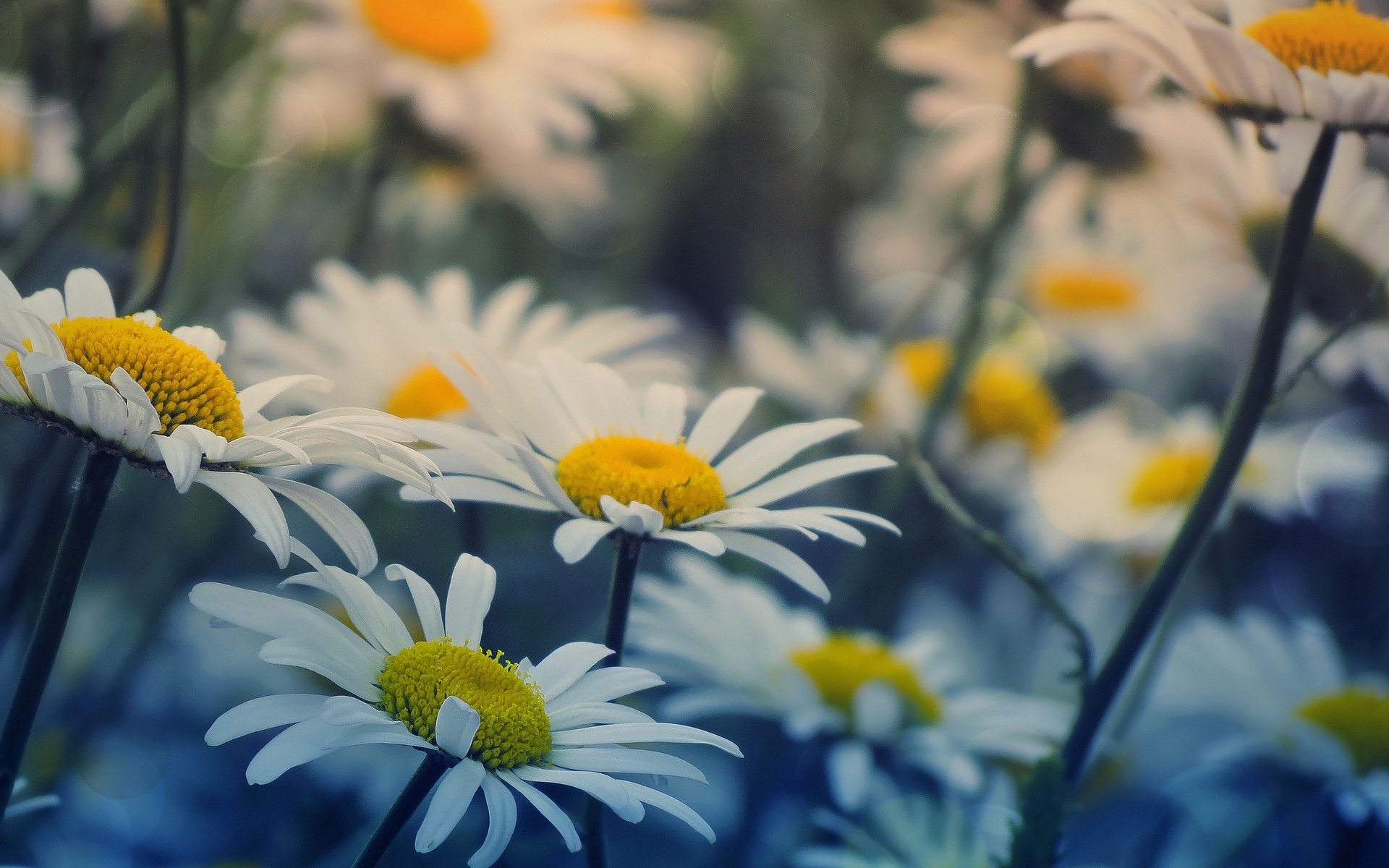 flower flowers chamomile background wallpaper widescreen full screen hd wallpapers fullscreen