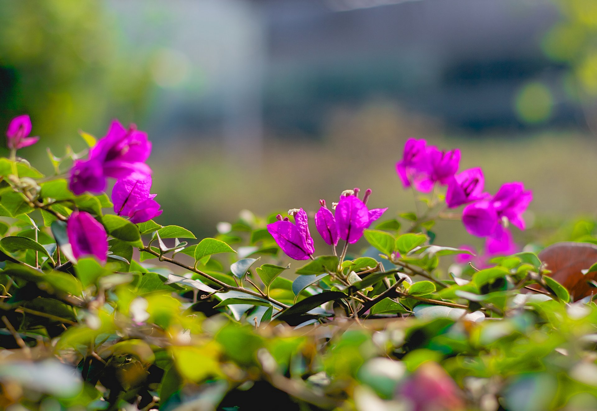 rami foglie fiori rosa